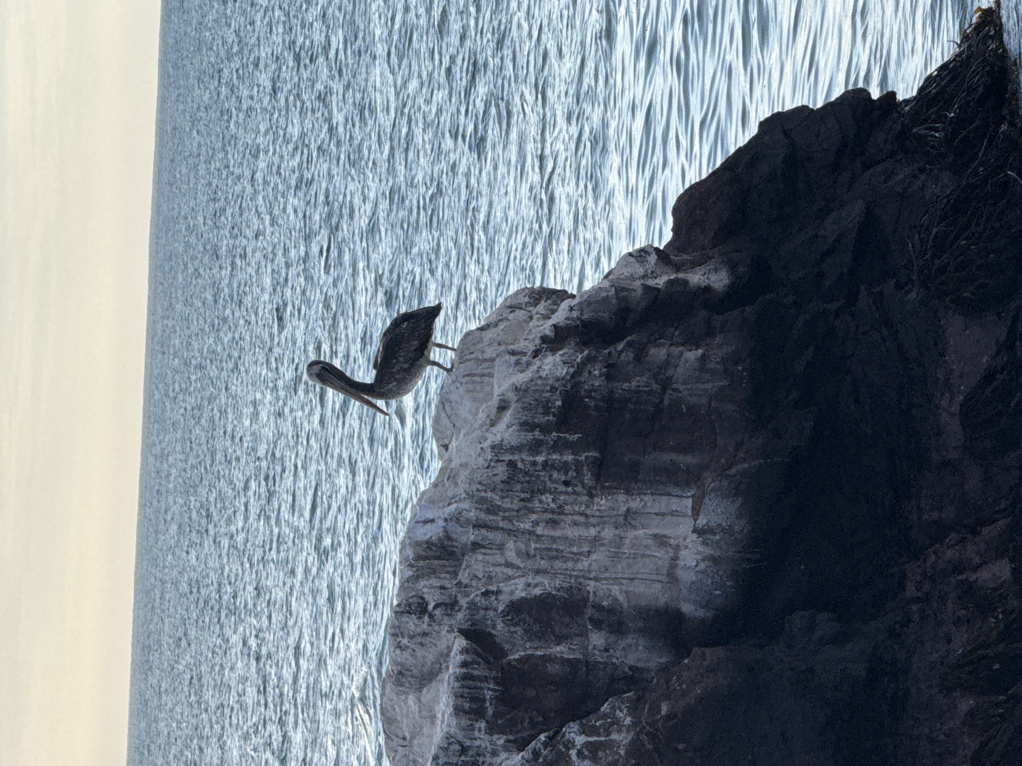 A brown pelican stands on a gray rock formation near water. The location is unknown.