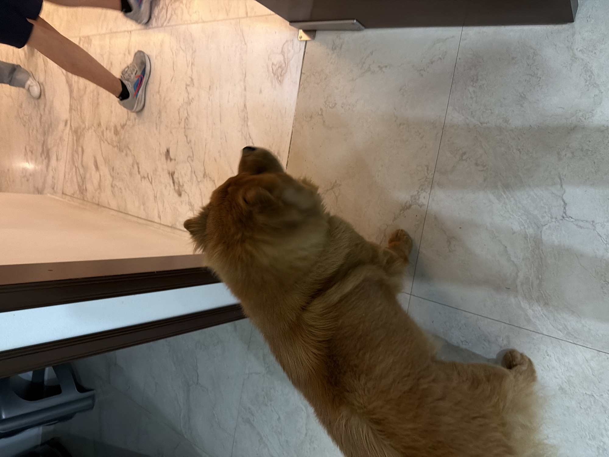 The image depicts an indoor scene within the city of Puebla, Mexico. A fluffy, light brown dog occupies the lower-left to central frame, standing on light-colored, veined tile flooring and facing towards the right. The dog's head is slightly blurred, suggesting minor motion. In the upper right quadrant, the lower legs and feet of two individuals are visible. One person wears dark blue shorts and gray athletic shoes with pink and blue accents, with their left foot appearing grounded. Partially visible behind and to the left of this individual are the lower legs of another person, clad in light blue jeans and white shoes. On the left side of the frame, an open doorway with dark brown trim and a white inner frame reveals a portion of a dark gray plastic chair within an adjacent room. The walls are light-colored. A dark brown vertical structure is present along the far right edge of the frame. The dog's orientation indicates observation of the individuals.