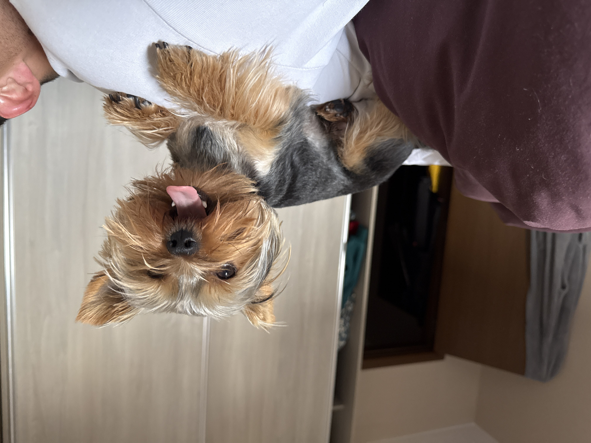 A small Yorkshire Terrier dog is held upside down by a person. The dog's tongue is sticking out. The person is wearing a white shirt. The background includes a wardrobe and a glimpse of a doorway revealing clothes hanging inside. The exact location in Varna, Bulgaria is not discernible from the given image.