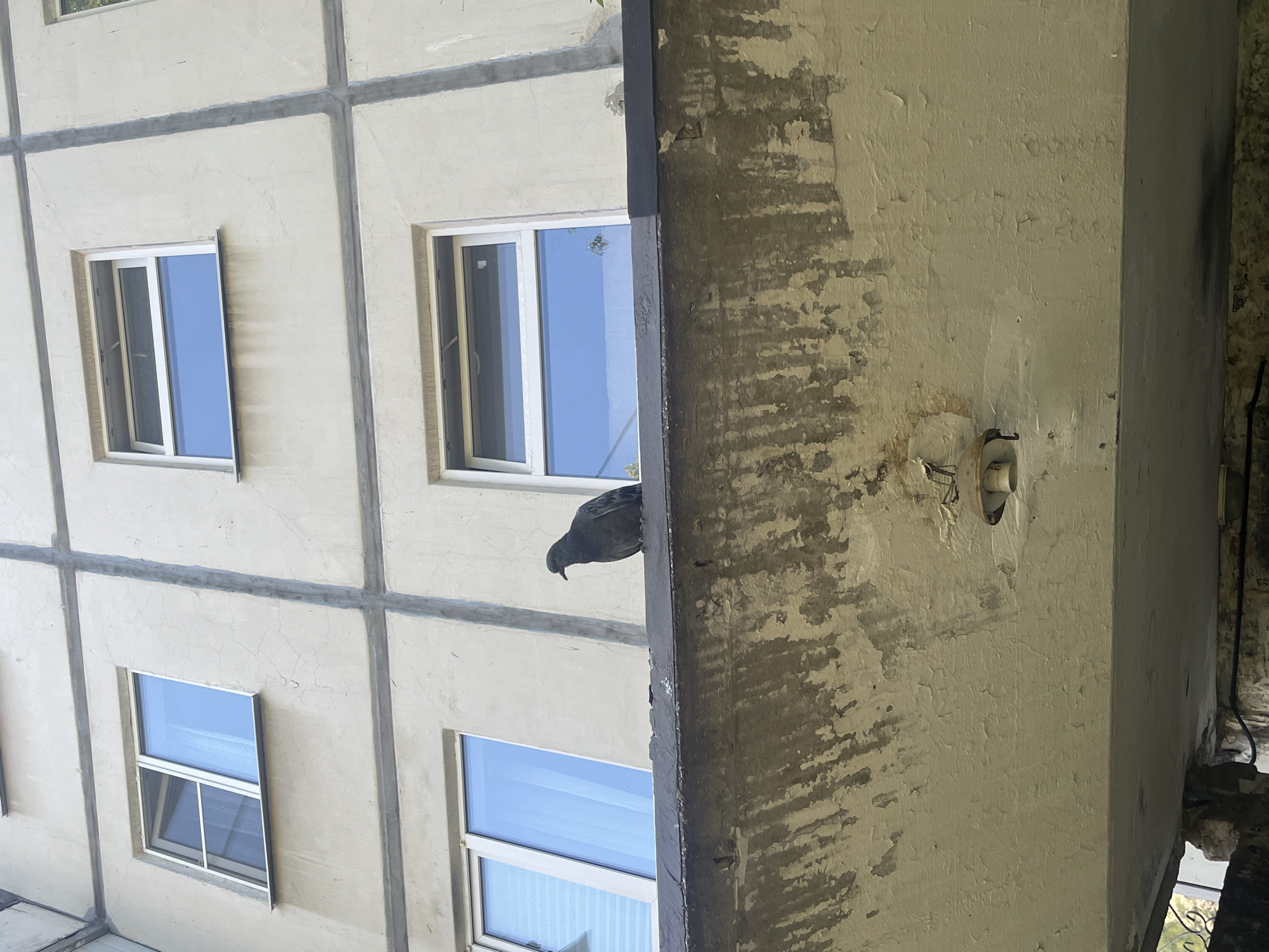 An overhead view captures a pigeon perched on the ledge of a building, its dark plumage contrasting with the pale, weathered facade. The building exhibits a grid-like pattern of concrete panels, with several windows visible on the upper floors, reflecting a bright blue sky. Below the ledge, the underside of a structure is visible, showing peeling paint and an old light fixture. The scene appears to be an outdoor urban environment.