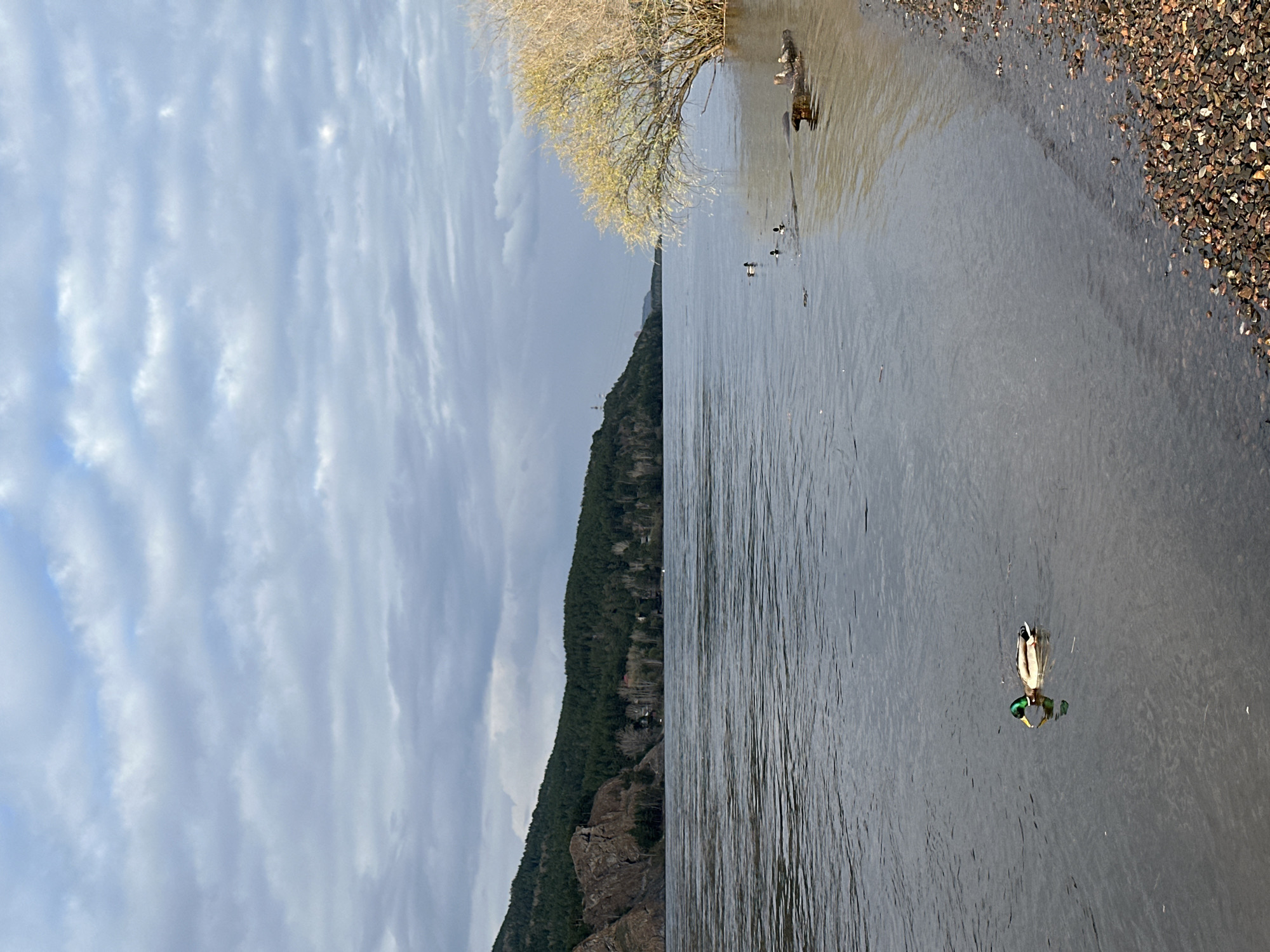 The image shows a body of water, likely the Yenisey River, next to the village of Ovsyanka, Russia. On the left side of the image, a forested mountain range is visible under a cloudy sky. Along the right edge, the rocky shoreline of the riverbank is present. There are several ducks floating in the water. A tree branch with bare leaves extends over the water.