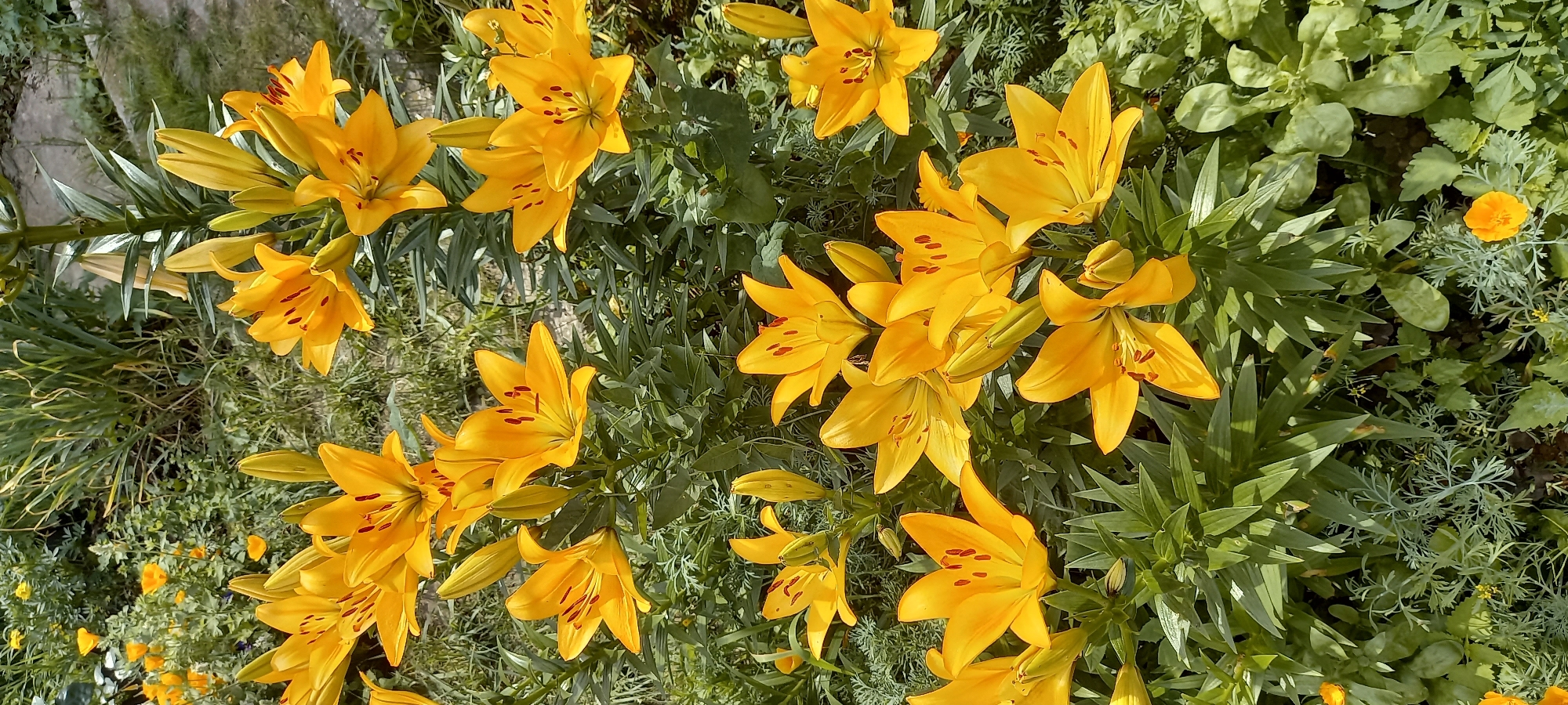 This image features a dense cluster of bright yellow lilies in full bloom, interspersed with their long, green, lance-shaped leaves. The lilies are characterized by their six prominent petals, each speckled with reddish-brown dots towards the center. Some lilies are fully open, revealing their stamens, while others are still in bud. The flowers are arranged in clusters on sturdy stems, suggesting they are growing in a garden or natural setting.
The background is filled with various green foliage, some of which appears to be ornamental with finely textured, silvery leaves. There are also hints of other small, yellow flowers scattered amongst the lilies. The overall impression is one of a vibrant and abundant garden scene. The lighting suggests it is daytime, with the sun casting distinct shadows and highlighting the texture of the petals and leaves.
No people, text, or specific structures are visible. The scene evokes a feeling of natural beauty and the peak of summer bloom. Given the location context of Прикамский, Russia, this image likely depicts a garden or wild area during the warmer months when lilies are in season. The image appears to be taken from a slightly overhead angle, looking down into the floral arrangement.