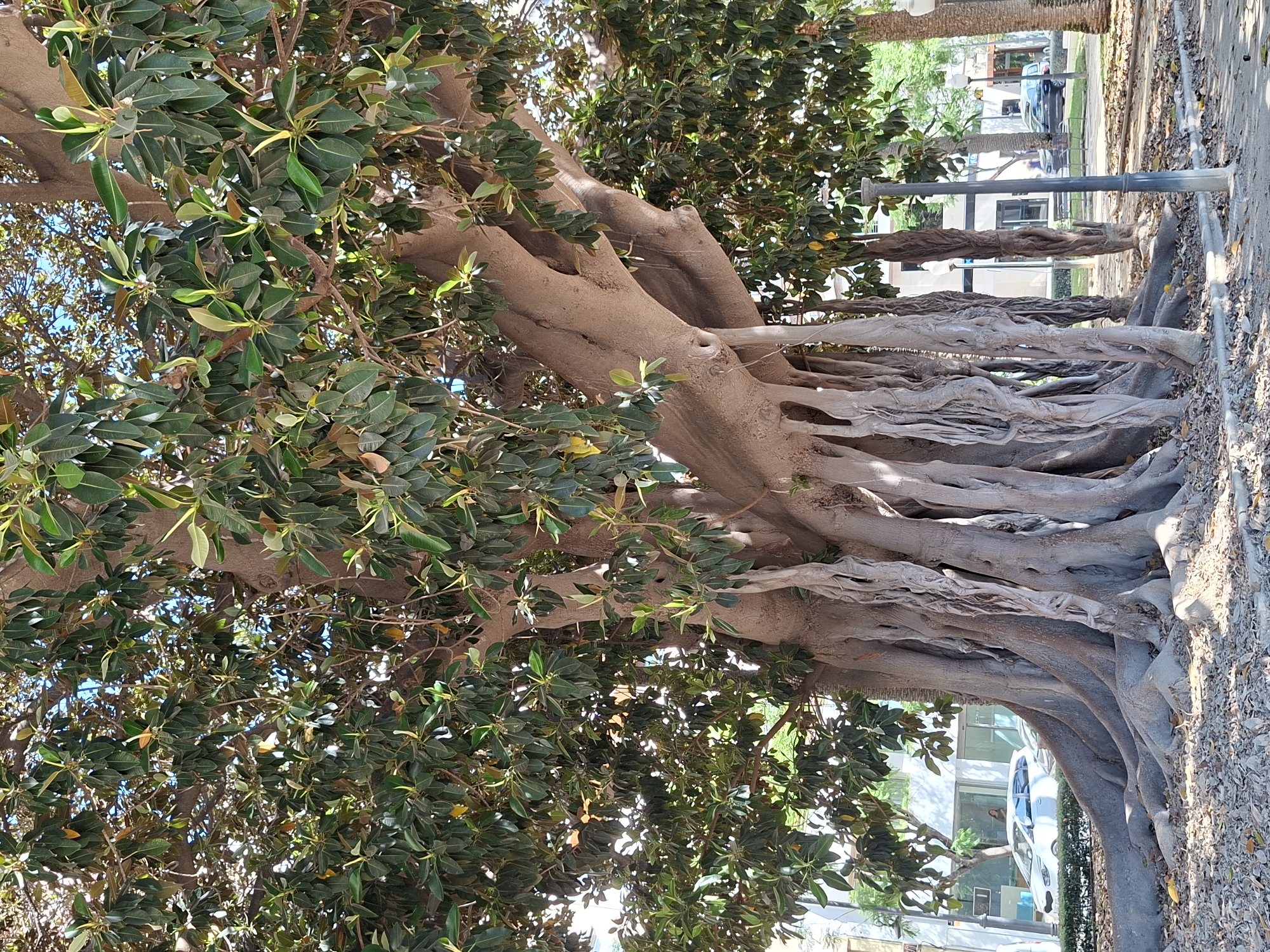 This is a full, upright, outdoor, eye-level shot of a large ficus tree with thick, gnarled roots and hanging aerial roots, located in the Explanada de España in Alicante, Spain. The tree is dense with large, dark green leaves, and sunlight filters through its canopy. In the background, there are modern buildings with large windows, a white car parked on the street, and a street lamp. The ground around the tree is covered with small stones and fallen leaves. The scene is brightly lit by natural sunlight, suggesting it is daytime.