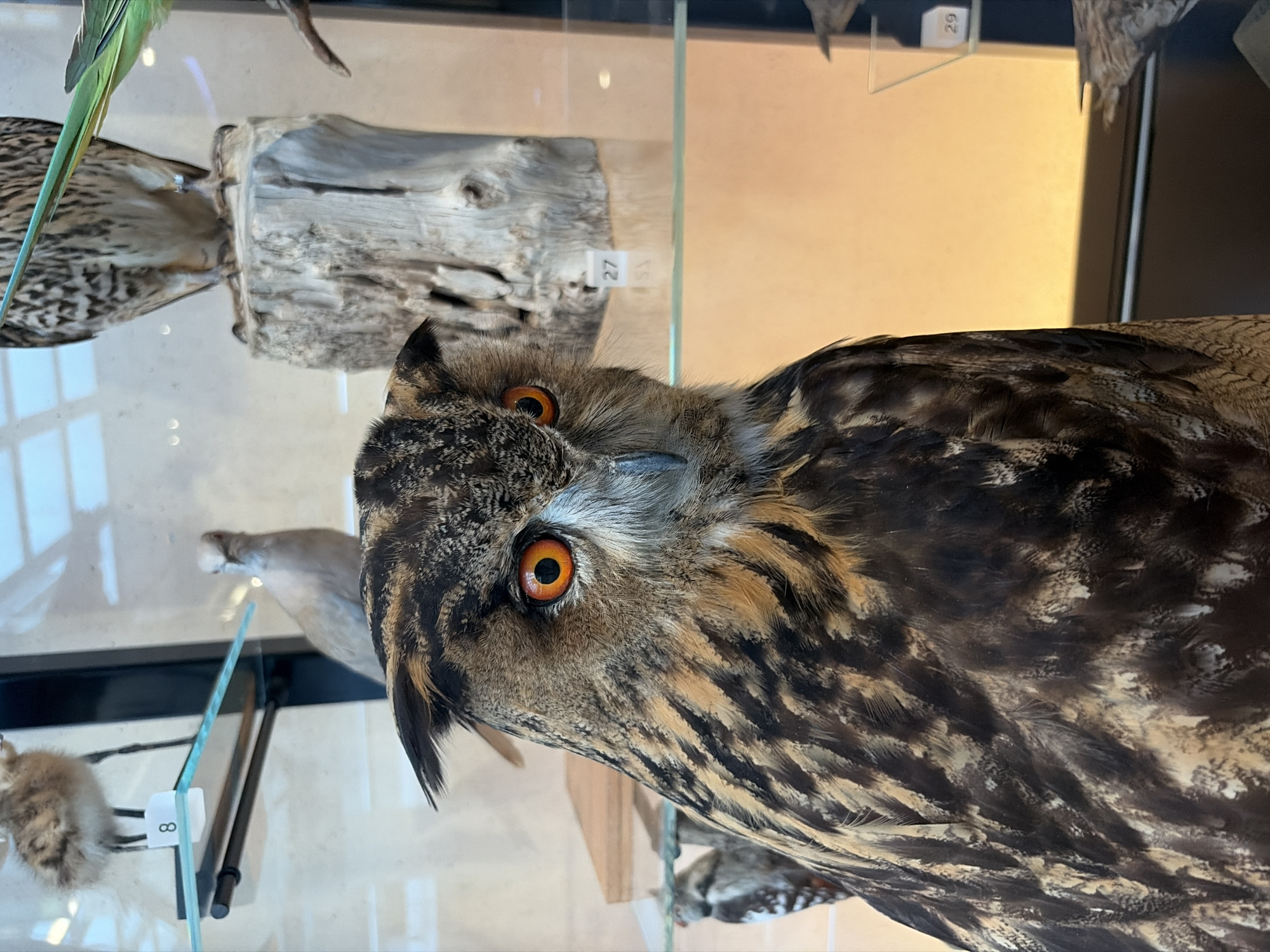 This is a close-up, medium shot photograph of a taxidermied Eurasian Eagle-Owl displayed in a museum. The owl's large, bright orange eyes are the focal point, dominating the left side of the frame. Its facial disc and prominent ear tufts are visible, with detailed feather patterns in shades of brown, black, and tan. The owl's body feathers are also richly textured.
In the background, other taxidermied birds are visible in display cases. To the left, a small chick with downy feathers stands on a glass shelf, with a label showing the number '8'. Further back, a light-colored bird with a red beak is partially obscured. To the right, another bird of prey, possibly a falcon or hawk, is mounted on a wooden log, with a label showing the number '27'. Further to the right, another display case shows a bird with green and brown plumage. A label with the number '29' is visible in the far background.
The lighting appears to be artificial, casting a warm, orange glow on the background. The environment suggests an indoor exhibition, likely a natural history museum. The overall presentation is that of a curated collection. This image was captured in the city of The Hague, Netherlands, likely at Naturalis Biodiversity Center, which houses extensive ornithological collections.