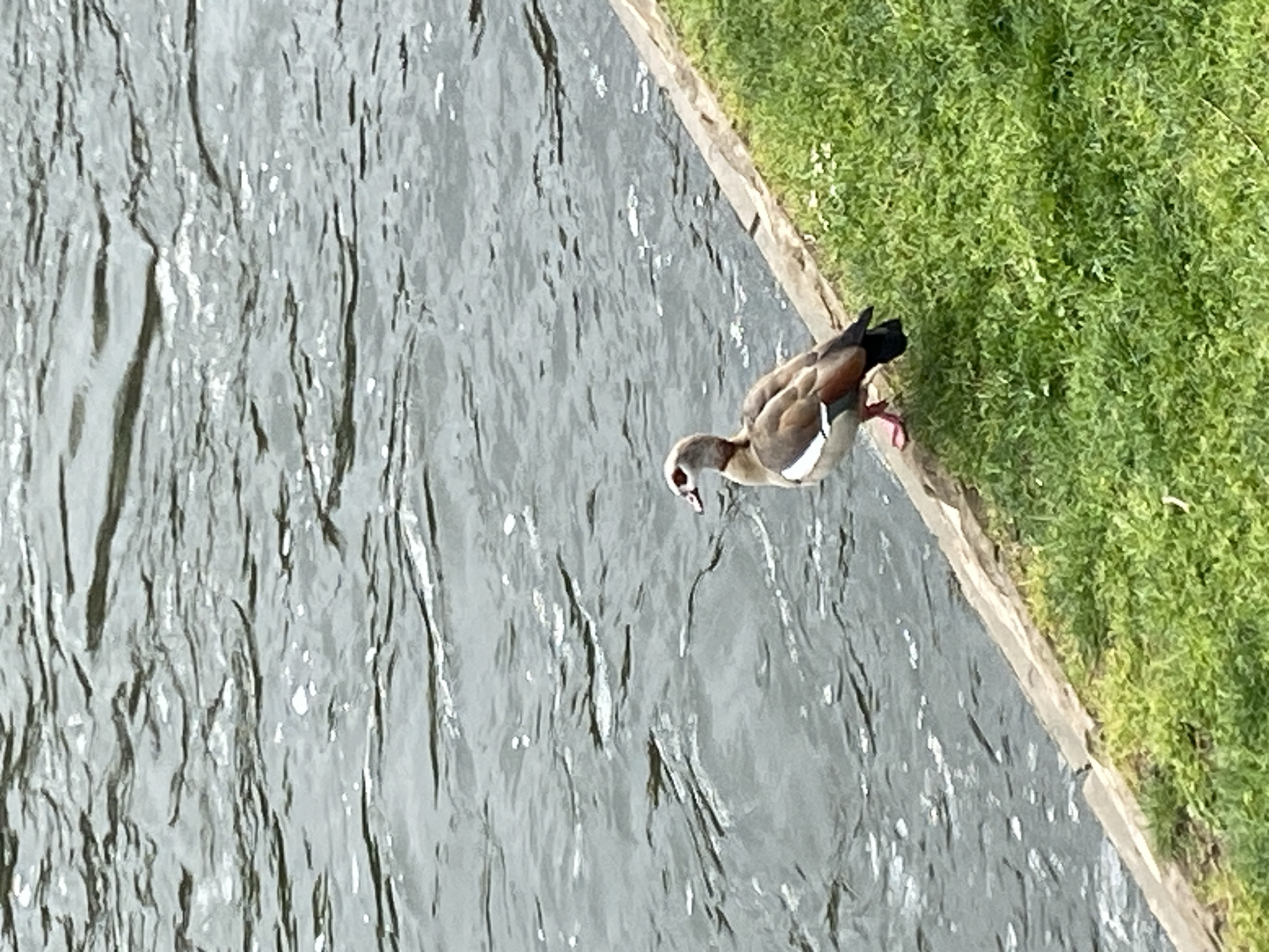 An Egyptian goose stands on the edge of a grassy bank, its feet partly in the water. The body of water is likely part of a canal or river, showing ripples on its surface. Green grass covers the bank. The location is possibly in Strasbourg, France.