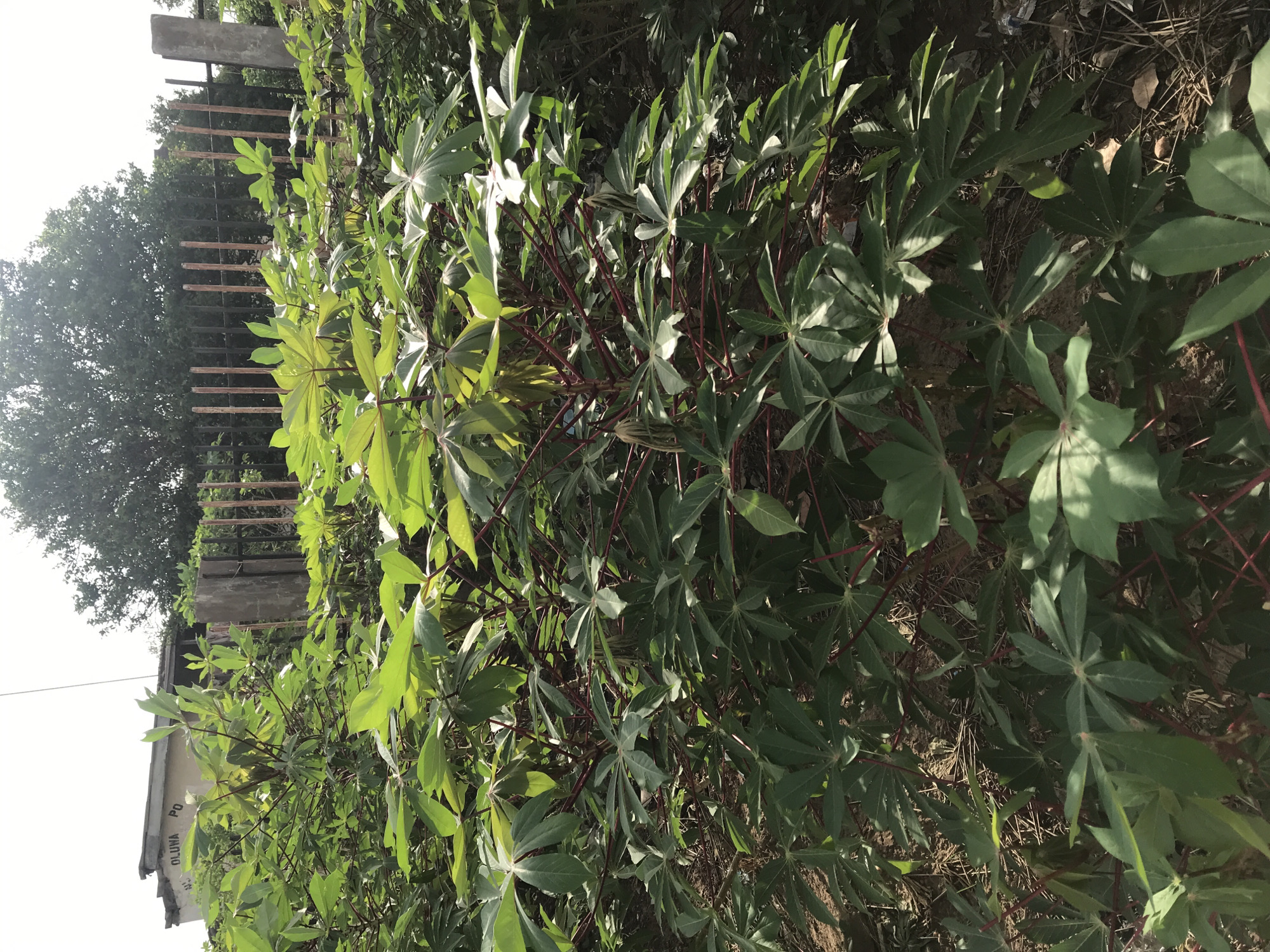 The image depicts a field of cassava plants in Oko Erin, Nigeria. The plants have characteristic palmate leaves and reddish stems. The soil appears dry and somewhat barren. A fence and some trees are visible in the background. A building is visible at the end of the cassava field. The location is sunny.