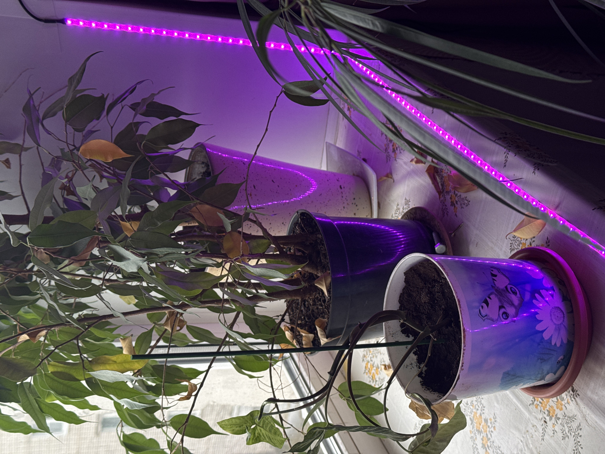 The image shows three potted plants sitting on a windowsill. A long, flexible LED strip, glowing purple, is positioned above the plants, likely providing supplemental light. The plant on the left is a larger ficus tree with green and some yellowing leaves. The middle plant is in a dark plastic pot, while the plant on the right is in a decorative pot with a butterfly and flower design. The soil in the pots appears dry. The background shows a window overlooking what appears to be a building. There is no specific information in the image that confirms this is the city of Kladovitsy, Russia.