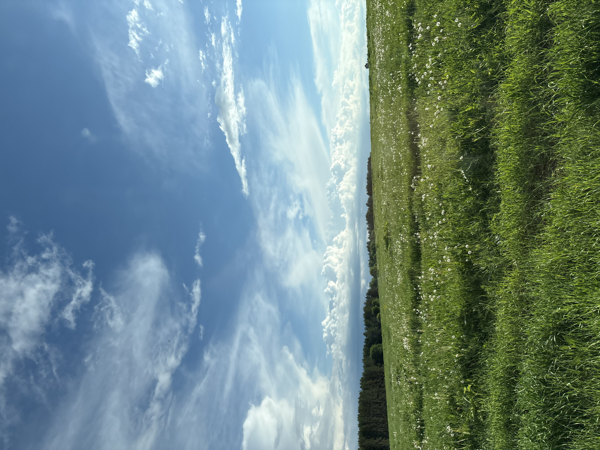The image depicts a landscape scene. A field of green grass with white wildflowers occupies the right side of the frame. The left side is dominated by a blue sky with streaks of white clouds. A line of trees is visible between the field and the sky. The location is Камское, Russia. The image is oriented vertically.