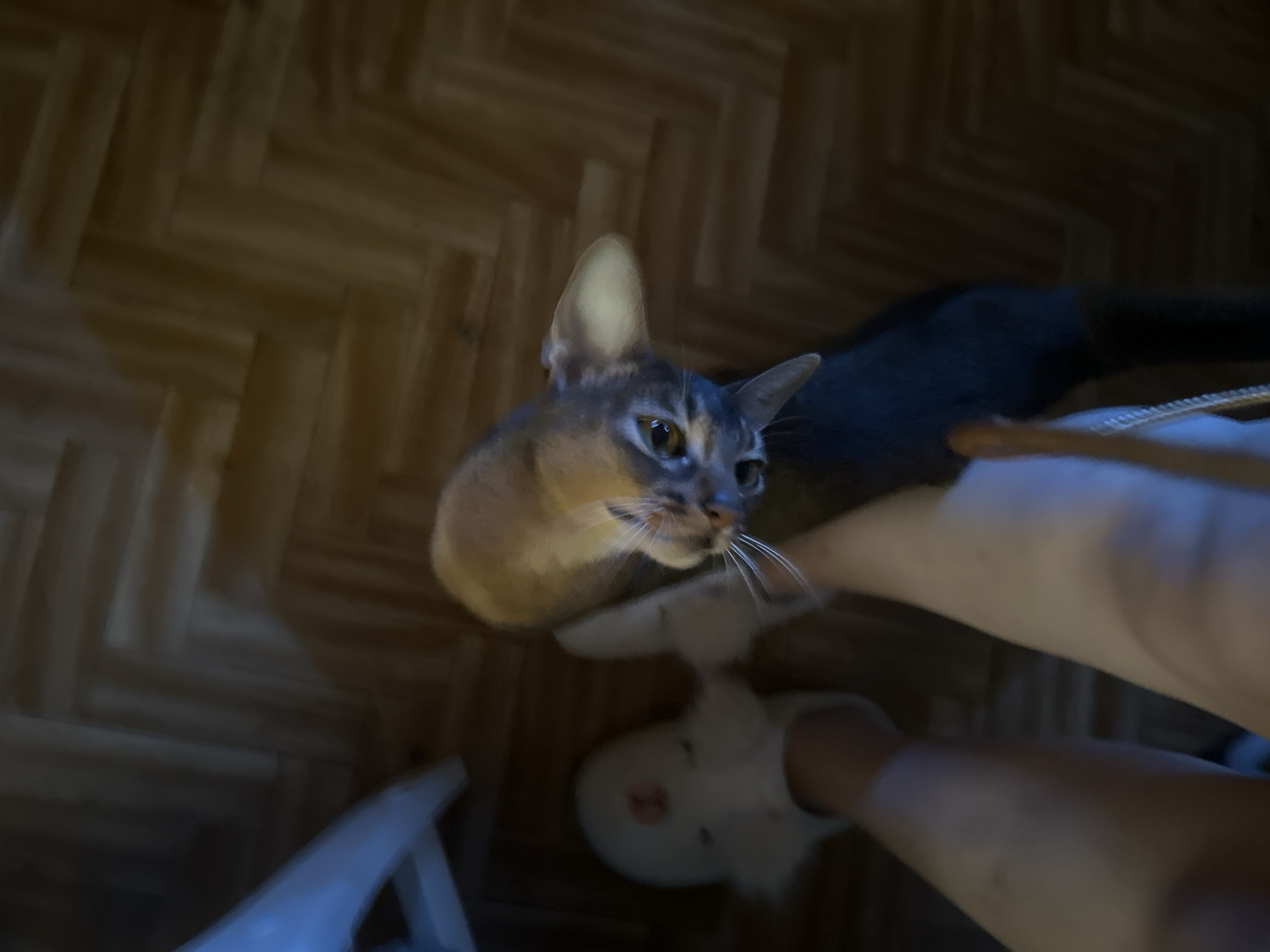 A medium shot captures an Abyssinian cat looking upwards with its orange eyes and gray-brown fur. It is indoors with herringbone wooden flooring. A person's legs are visible; the person is wearing white slippers. The location is not identifiable as Moscow, Russia.