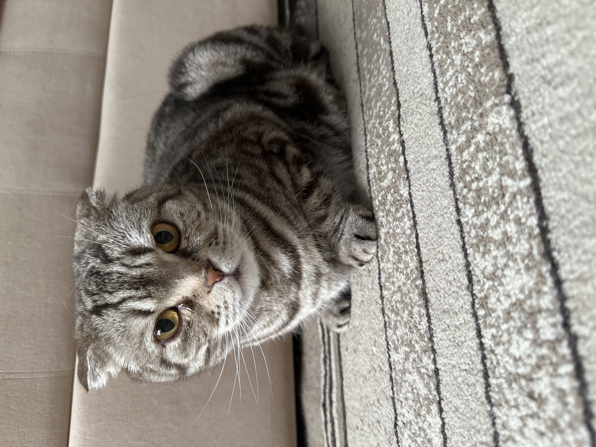 A gray tabby cat with yellow eyes is lying on a light tan surface next to a striped rug. The cat is looking up at the camera with a curious expression. The rug is a light tan color with dark gray stripes. The surface the cat is lying on appears to be a couch or other upholstered furniture. The location is Unknown, Unknown.