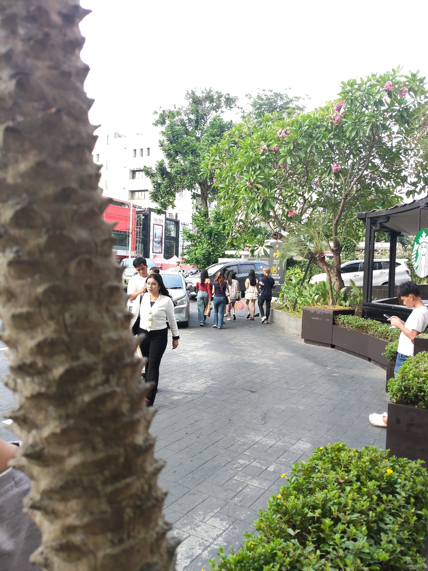 In the city of Medan, Indonesia, a pedestrian walkway is depicted, paved with dark gray interlocking stones. On the left side of the image, the textured trunk of a palm tree is prominently featured in the foreground, blurred for depth of field. Beyond the tree, a woman in a white jacket and black pants walks away from the camera. She is accompanied by a man walking beside her. Further down the walkway, a group of young people, appearing to be women, are walking in the same direction. They are dressed casually, with one woman in a white dress and another in a blue top and jeans. To the right of the walkway, a Starbucks cafe is visible, with its iconic green siren logo on display. The cafe features an outdoor seating area with planters filled with green foliage. Behind the cafe and walkway, lush green trees with pink blossoms are present, and a white building with multiple windows can be seen in the background. Cars are parked and driving on a street to the left of the walkway. The sky is bright and overcast. A young man in a white t-shirt and blue jeans stands on the right side of the image, looking down at his phone.