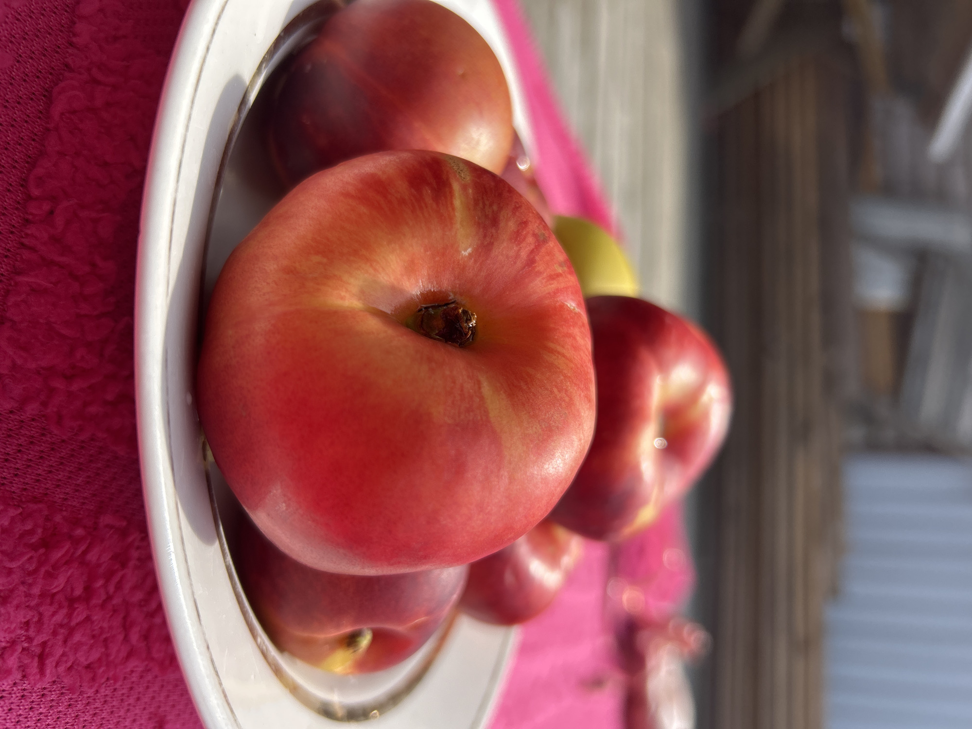 A close-up, eye-level shot shows a white plate filled with ripe peaches. The peaches are predominantly red with some yellow and orange undertones, and appear to be flat peaches, also known as Saturn peaches. The plate has a gold rim and rests on a textured, bright pink surface, possibly a tablecloth. In the blurred background, wooden planks and a corrugated metal structure are visible, suggesting an outdoor setting, likely in a dacha or backyard area in Chaikovsky, Russia. The lighting indicates it is daytime, with harsh shadows cast on the plate and peaches. There are no people or animals present in the image.