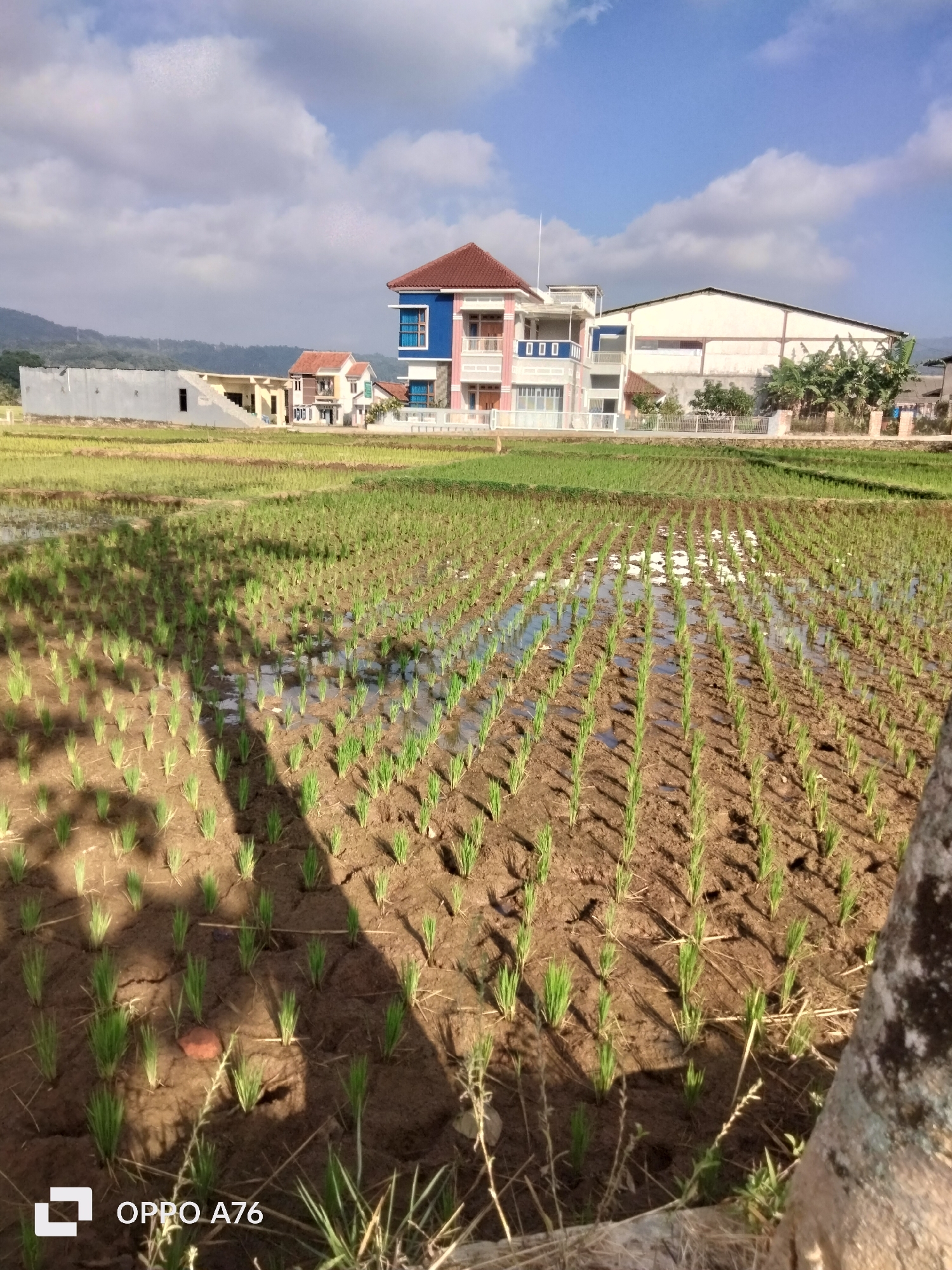 This is a vertical, eye-level, medium shot of a rice paddy field in front of a residential area. The foreground is dominated by the freshly planted rice seedlings, arranged in neat rows. The field is partially flooded, with water reflecting the sky and clouds. Shadows of palm leaves are cast across the seedlings. In the background, several houses are visible, with a prominent blue and pink multi-story building with a red roof in the center. To the right, a long, light-colored building, possibly a warehouse or factory, is situated. The sky is blue with scattered white clouds, and the overall lighting suggests it is daytime, likely morning or afternoon. The location is identified as Kadugede, Indonesia.