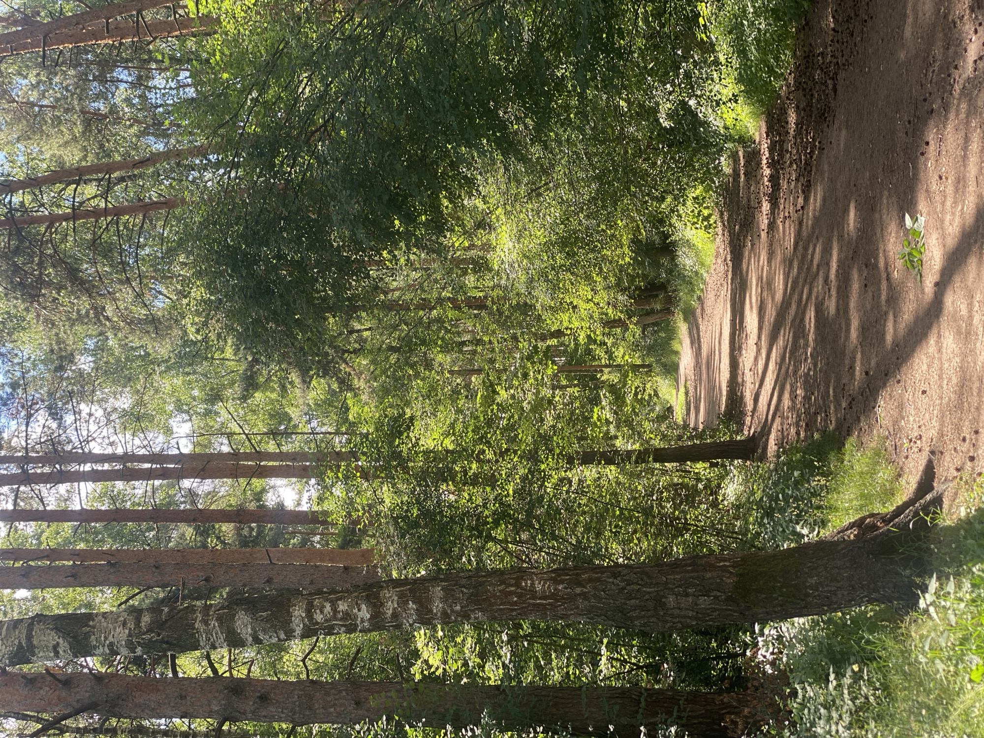 This is a photograph of a dirt path winding through a dense forest. The path is well-trodden and appears to be a natural trail, with a slight curve that leads into the distance. The trees on either side of the path are tall and lush, with vibrant green leaves that create a canopy overhead. Sunlight filters through the leaves, casting dappled shadows on the path and illuminating patches of the forest floor.
The scene suggests a peaceful and serene setting, likely a park or a nature reserve. The lighting indicates that it is daytime, possibly late morning or early afternoon, with the sun high in the sky. The overall atmosphere is one of tranquility and natural beauty. There are no people or man-made objects visible in the frame, emphasizing the raw, unspoiled nature of the location. The forest floor is covered with fallen leaves and small branches, adding to the natural character of the scene.
The image has been rotated 90 degrees clockwise, so the path appears to be running from the bottom right to the top left of the frame. The trees are oriented vertically, suggesting the original image was taken in a portrait orientation. The perspective of the photograph draws the viewer's eye down the path, inviting exploration of the wooded landscape.