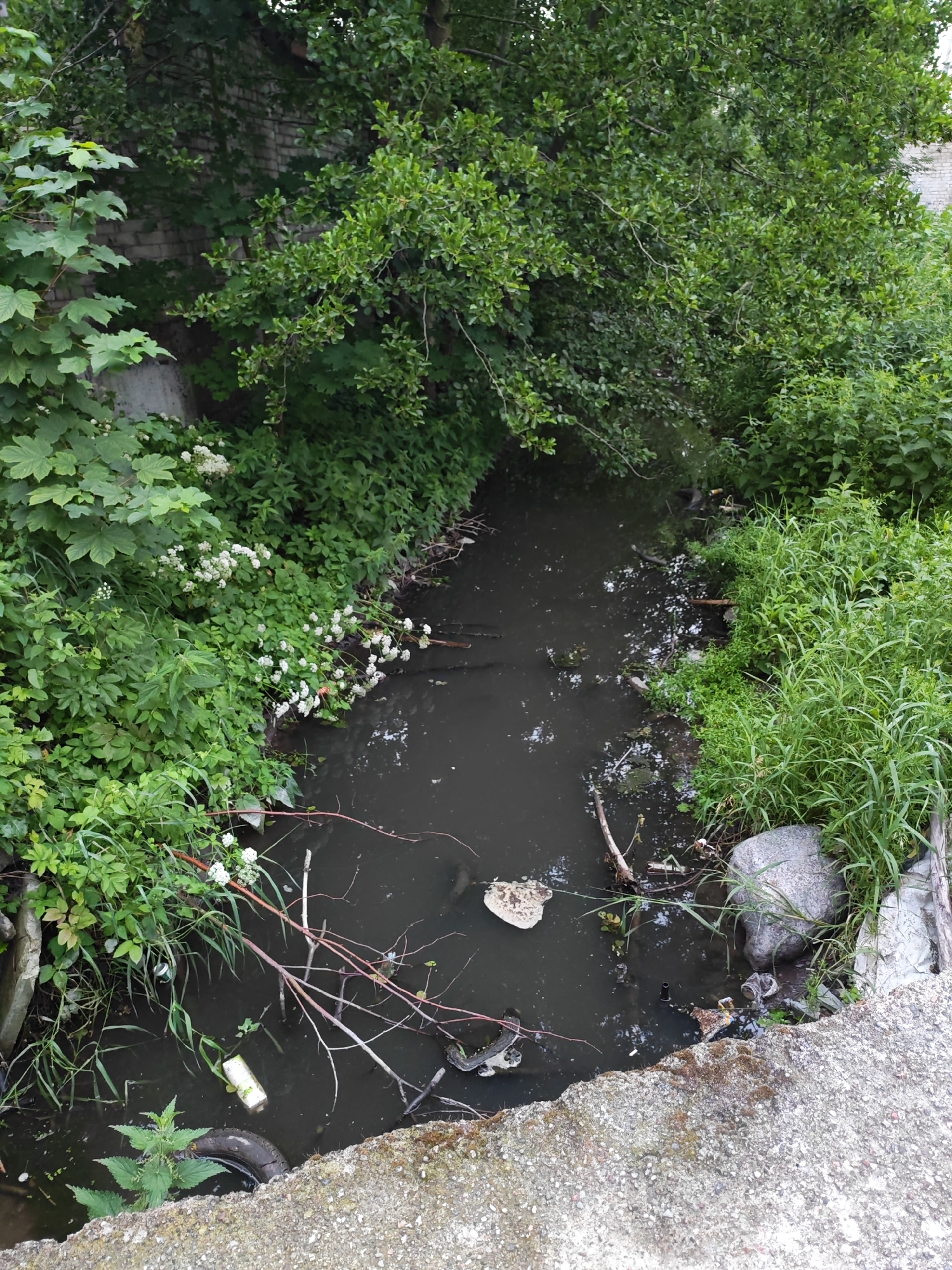 This is a medium shot, taken from an elevated angle, of a small, murky stream or ditch choked with debris and overgrown vegetation. The water is dark and still, with some floating leaves and a scattering of man-made trash including a white plastic bottle, a deflated tire, and other unidentifiable objects. The banks of the stream are densely covered with various green plants, including tall grasses and leafy bushes. Small white wildflowers are visible on the left bank, creating a stark contrast with the otherwise unkempt surroundings.
In the background, a brick wall is partially visible through the thick foliage of trees and bushes, suggesting an urban or semi-urban environment. The trees overhead cast shadows, but the lighting appears to be overcast, indicating a cloudy day. The overall impression is one of neglect and pollution, with nature attempting to reclaim a space that has been heavily impacted by human waste. There are no people or animals visible in the frame. The scene evokes a sense of environmental decay and the struggle between nature and man-made refuse. No text is legible in the image.