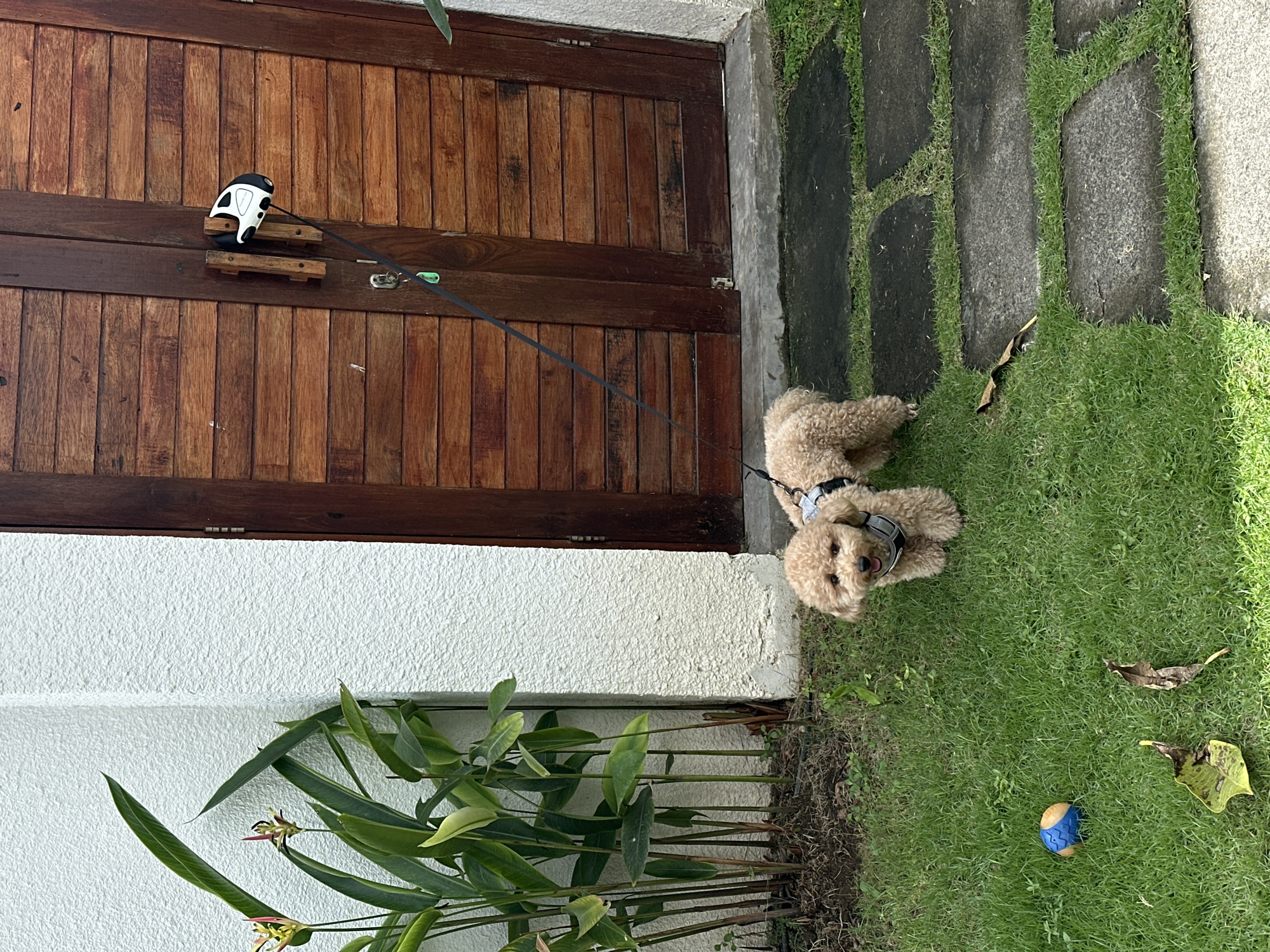 An outdoor scene captures a small, light brown, curly-haired dog resting on a patch of vibrant green grass. The dog, wearing a dark-colored harness, is looking upwards with a curious and relaxed expression. A black leash connects its harness to a distinctive black and white pet tethering device, which is mounted on a sturdy wooden door.
The door, composed of vertical planks of various natural wood tones, serves as a backdrop, while a textured white wall, possibly stucco, runs along the bottom edge of the frame, providing architectural context. Along the base of this wall, lush green plants with long, pointed leaves and small, delicate yellow and pink flowers thrive, indicative of a tropical climate.
The grass area features dark grey stepping stones, forming a casual pathway. A blue and orange toy ball lies on the grass near the dog, and a few fallen, dried leaves are scattered on the lawn. The lighting suggests it is daytime, creating a serene and calm atmosphere. This setting, with its specific flora and architectural elements, is consistent with an outdoor area in North Kuta, Indonesia. No visible text is present in the image.