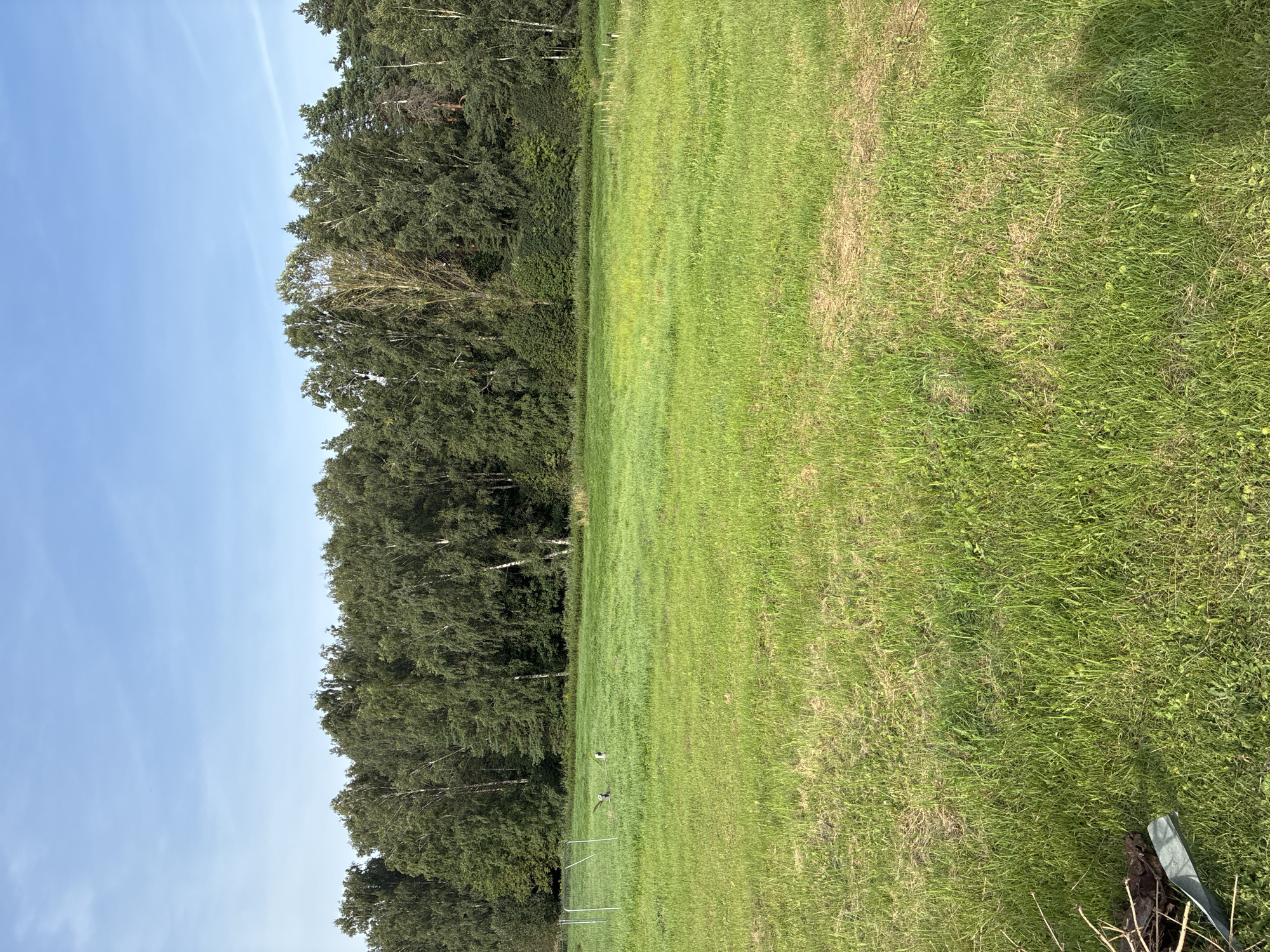 The image depicts a grassy field in Dreiliņi, Latvia, bordered by a dense forest of deciduous and coniferous trees. In the foreground, the grass is lush and green, with some patches of dried vegetation. A metal shovel and some branches are visible in the lower left corner. In the midground, there is a white metal fence with a single pole visible, and two birds standing in the grass near the fence. The sky above is a clear blue with no clouds. The overall scene suggests a rural or natural setting.