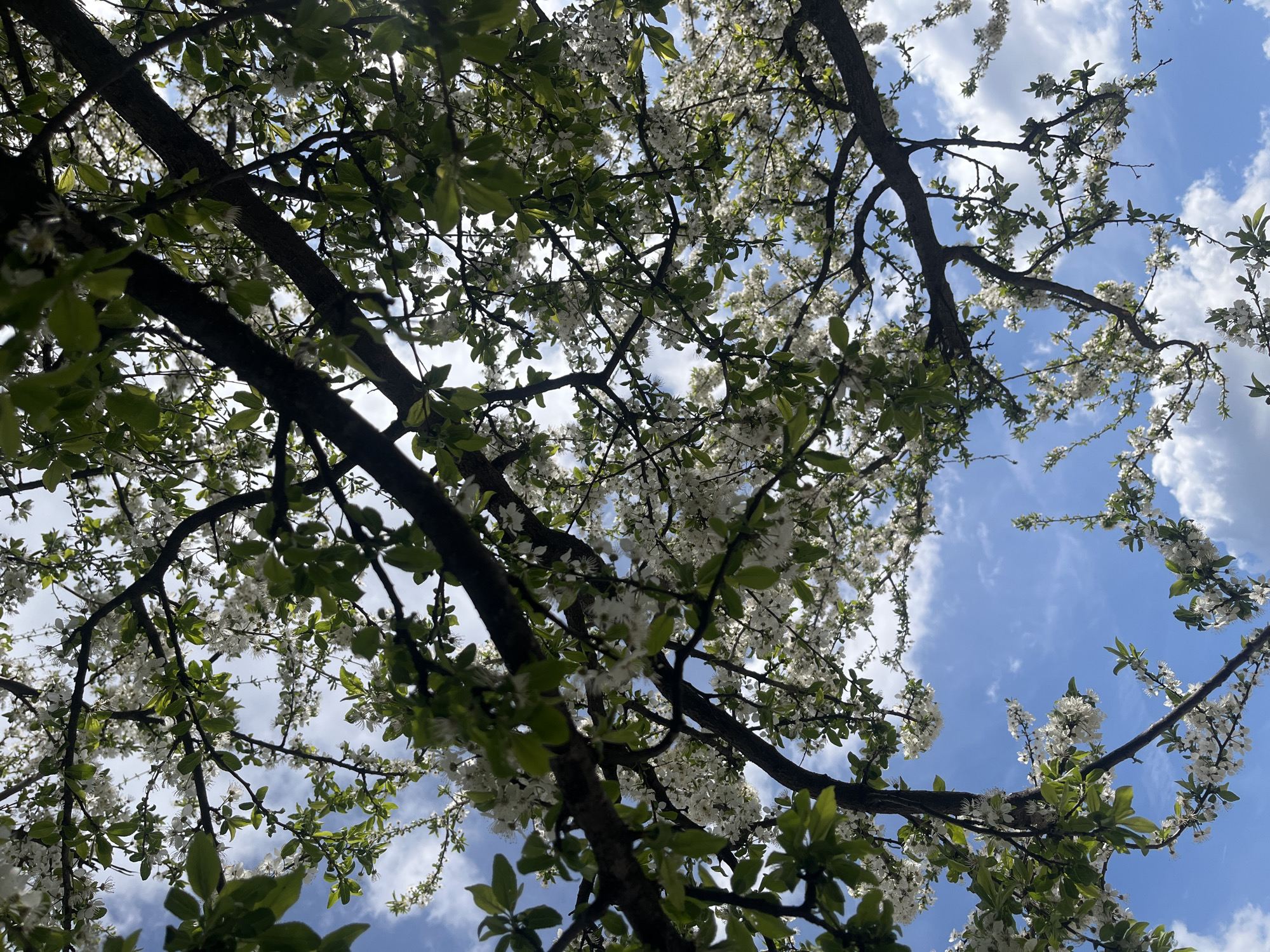 The image shows a view looking up into a tree with white blossoms against a blue sky with white clouds. The tree's branches are visible, interspersed with green leaves and the profusion of white flowers. The sky is seen through the gaps in the foliage and branches. The location is identified as Sofia, Bulgaria.
