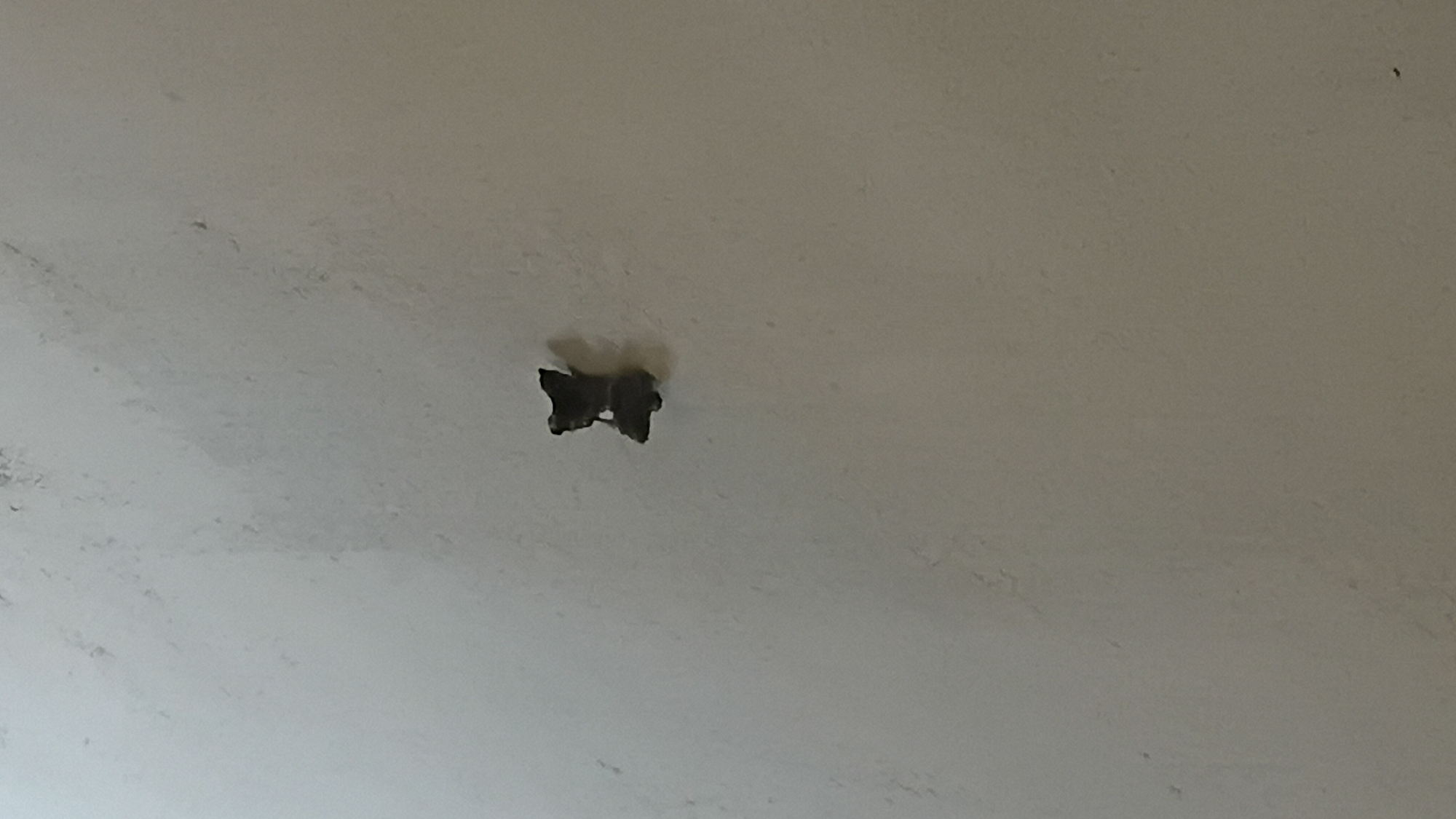 A close-up, high-angle shot shows a dark, irregular-shaped object stuck to a light-colored, textured wall. The object appears to be a dried-out insect, possibly a moth or butterfly, with its wings folded. The wall has a slightly rough, mottled appearance. The lighting suggests an indoor environment, casting subtle shadows. The specific location in Prabumulih, Indonesia, is not discernible from the image itself.