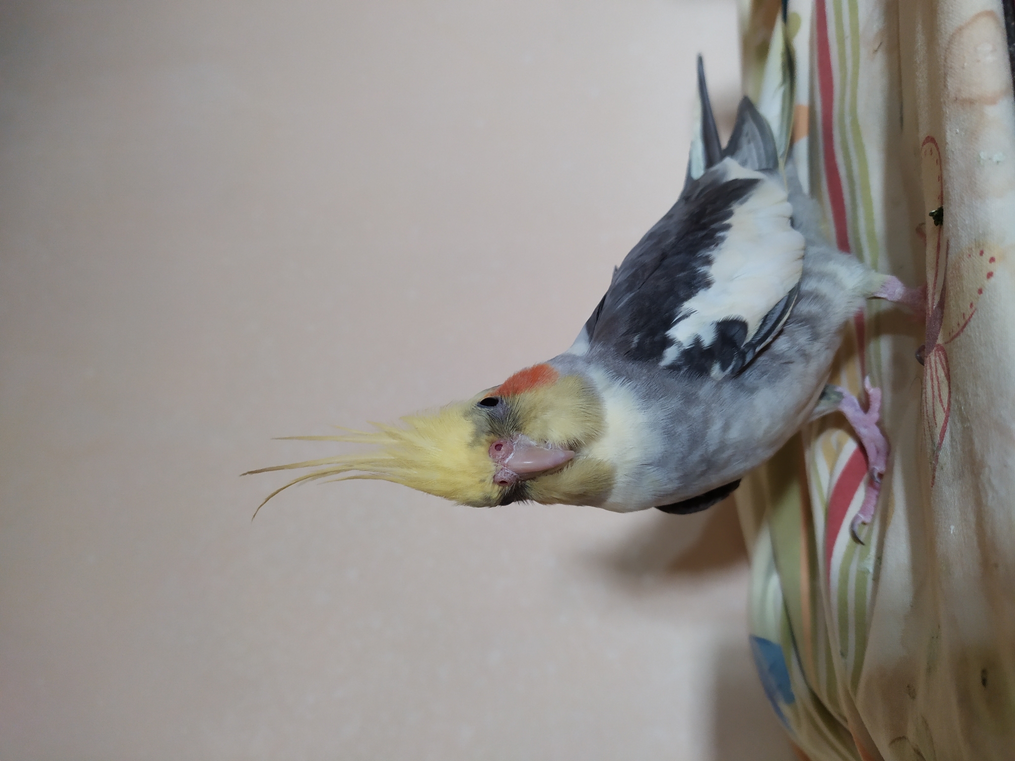 The image shows a cockatiel bird perched on a patterned surface. The bird has a distinctive yellow crest, grey and white plumage, and orange cheek patches. Its beak is pink, and its eyes are dark. The surface it is standing on appears to be fabric with striped and floral patterns. The background is a plain, light-colored wall, with a subtle shadow cast from the bird. There are no identifiable landmarks or elements that suggest the location is in Bilajari, Azerbaijan.