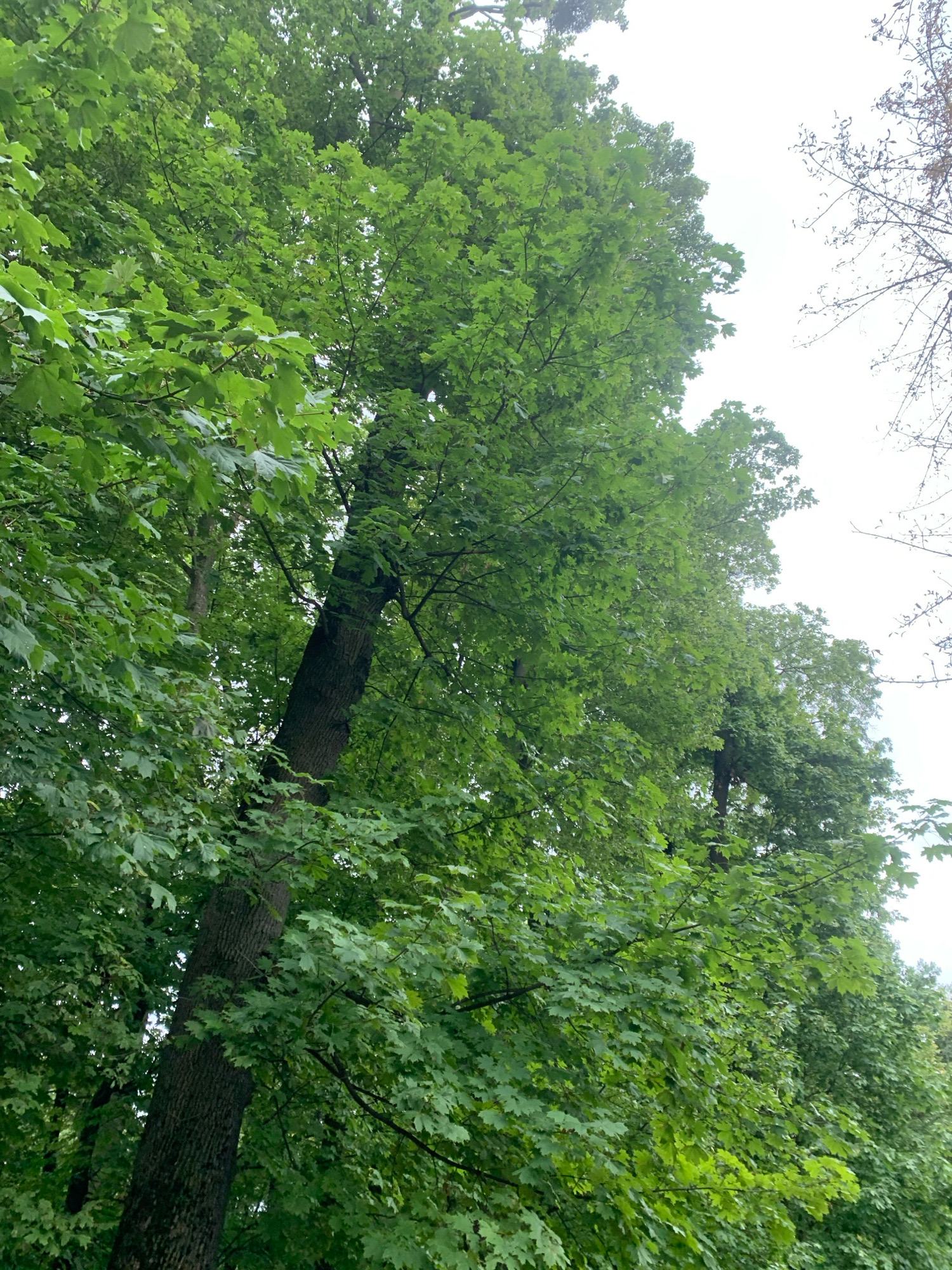 The image shows a dense canopy of green leafy trees, primarily in the foreground. The trees are tall and their branches spread widely, creating a lush and verdant scene. The leaves are a vibrant green, suggesting they are in full bloom during a warm season. In the upper right portion of the image, a bare, skeletal tree with thin branches contrasts with the foliage of the other trees. The sky is overcast, providing diffused natural light. The scene is consistent with a park or a heavily wooded area within a city. Given the location of Lviv, Ukraine, this could be a scene from Stryiskyi Park, known for its diverse collection of trees and its expansive green spaces. There are no people or any visible human activity in the image.