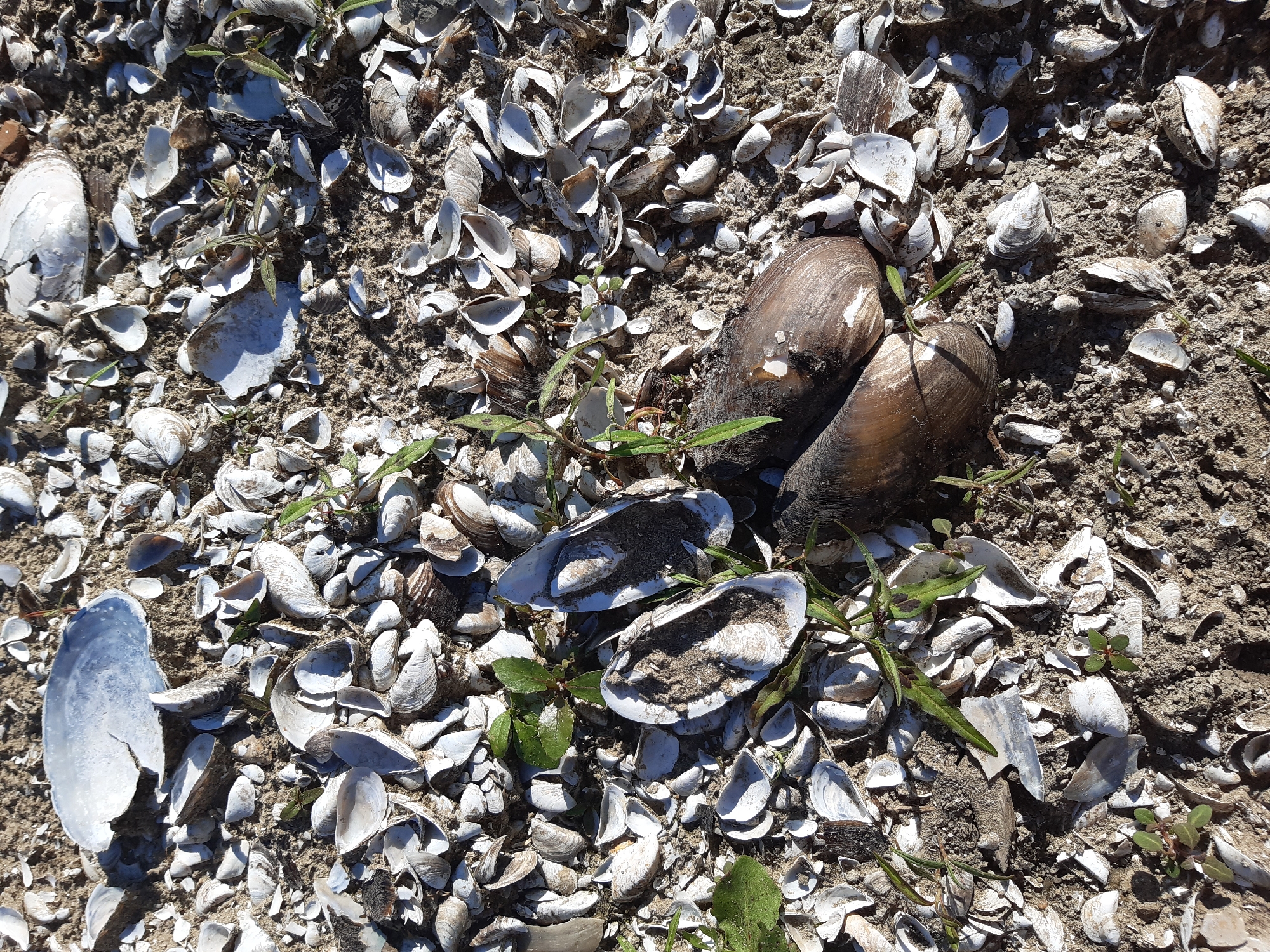 The image depicts a close-up, overhead view of a ground surface covered in numerous broken mussel shells. The shells are predominantly white and grey, with some darker brown ones mixed in. They are scattered across what appears to be sandy or dry soil, with small green plants growing among them. In the upper right quadrant of the image, two whole, large, dark brown mussel shells are prominently displayed, lying close together. In the center of the image, two open mussel shells, each containing sand, are visible. The lighting suggests it is daytime, with sunlight casting shadows. There are no people or animals visible. The scene is one of a natural environment, likely a shoreline or riverbank. No text is visible in the image. The location context is provided as Sokil, Ukraine.