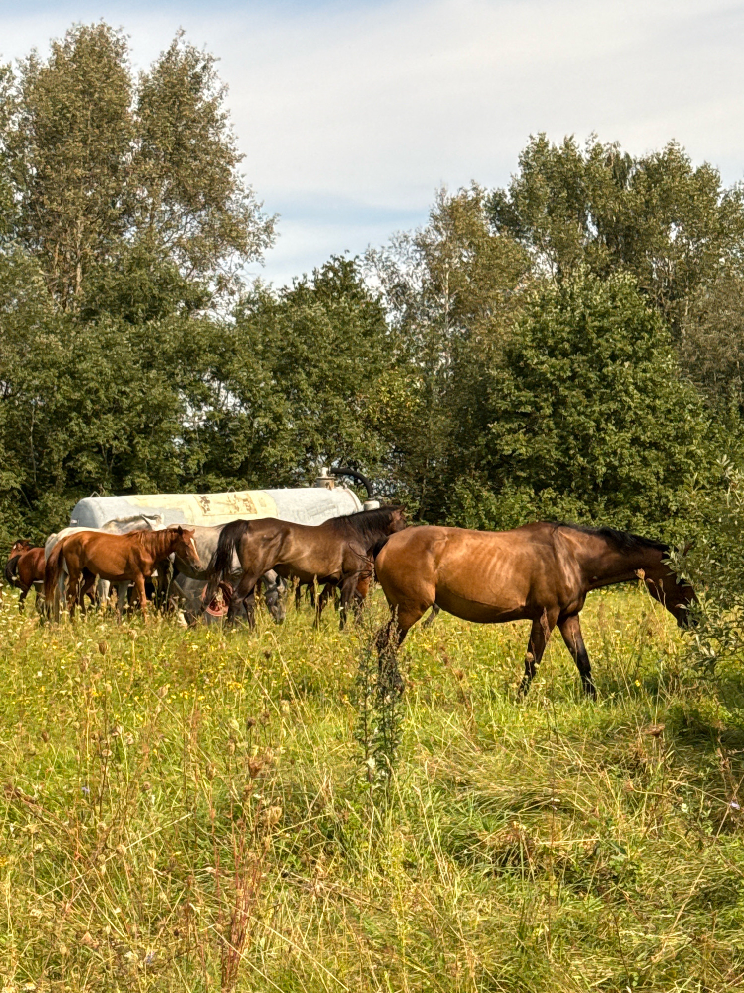 A herd of horses grazes in a field of tall grass and wildflowers in Galinė, Lithuania. A large, cylindrical metal tank trailer is parked behind the horses, partially obscured by trees. The horses are of various colors, including brown, bay, and gray. The sky is partly cloudy.