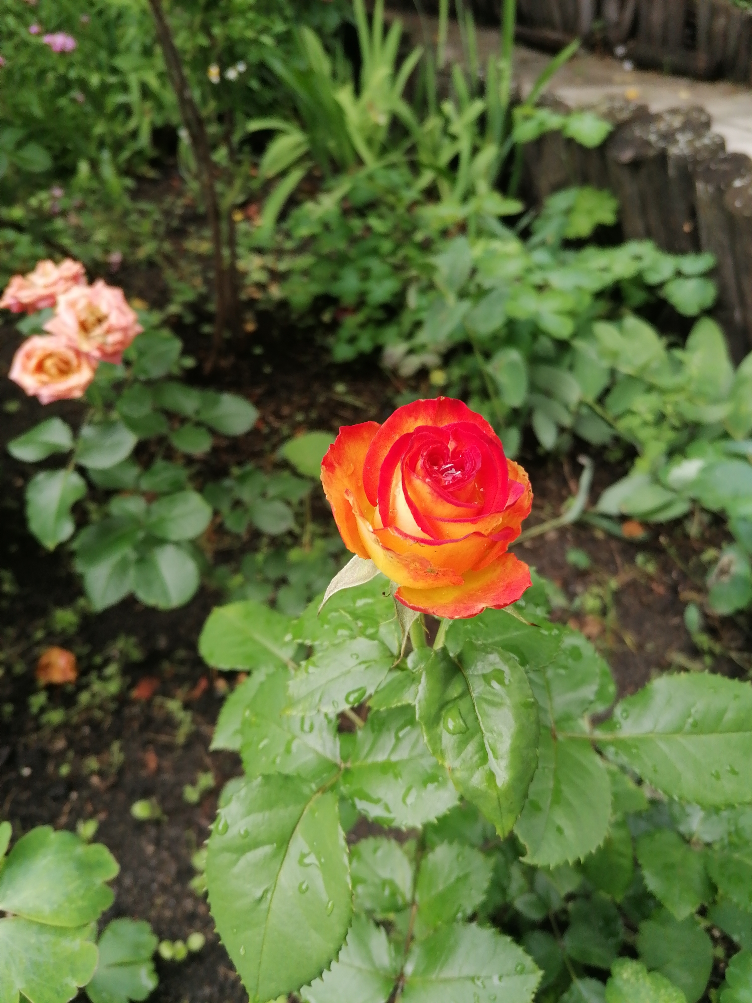 A close-up, eye-level shot captures a vibrant, bi-colored rose in full bloom. The rose's petals transition from a deep red at the center to a bright orange and yellow towards the edges. Water droplets are visible on the petals and the surrounding green leaves, suggesting recent rain. The rose is on a stem with several green leaves, some of which show serrated edges. In the background, other roses, appearing in shades of pink and peach, are slightly out of focus. The ground beneath the roses is dark soil with some fallen leaves. A weathered, rustic wooden fence or border is visible in the upper right portion of the image. The overall scene is that of a garden in a natural, outdoor setting.