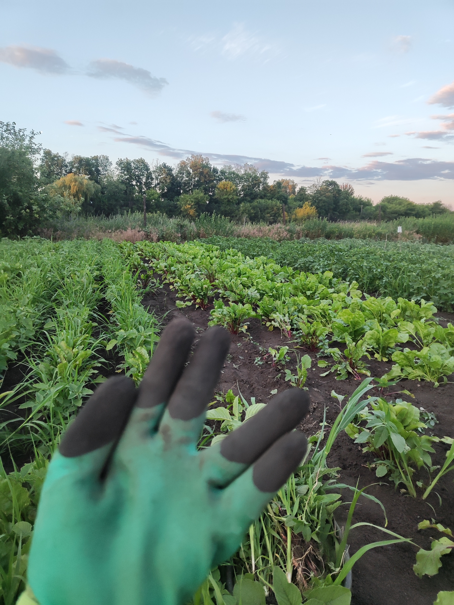 A person's hand wearing a green gardening glove with black fingertips is in the foreground, positioned in the lower left quadrant of the image, obscuring some of the plants. Behind the hand, a garden is visible with rows of lush green plants. In the mid-ground, there are two distinct types of crops: one with broad, red-veined leaves, likely beets, and another with thinner, grass-like leaves. The garden extends into the background, where a line of trees forms a dense backdrop against a pale blue sky with scattered wispy clouds. The overall setting suggests an outdoor agricultural environment.