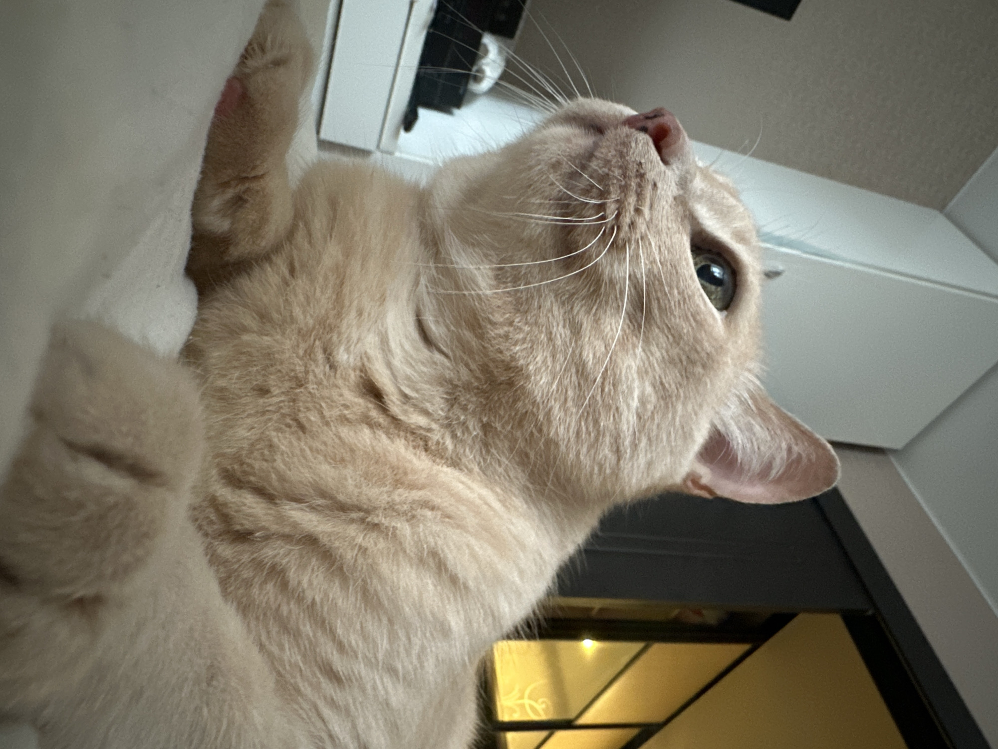 The image features a close-up, upward-angled view of a light-orange tabby cat. The cat is oriented towards the upper-right corner of the frame. Its head is tilted back, exposing its throat and a portion of its chest. One eye is visible, with a green iris. The cat's nose is pink. Its whiskers are white and thin. A paw is visible in the upper-left corner and a second paw is visible in the bottom-left corner of the frame. The cat appears to be lying on its back.
The background includes a white wall and what appears to be a white cabinet or shelf above the cat. Below the cat is a dark-colored opening or doorway, with a glimpse of what appears to be a light source or room interior behind it. The location of this image is unknown and not identifiable from the visual information.