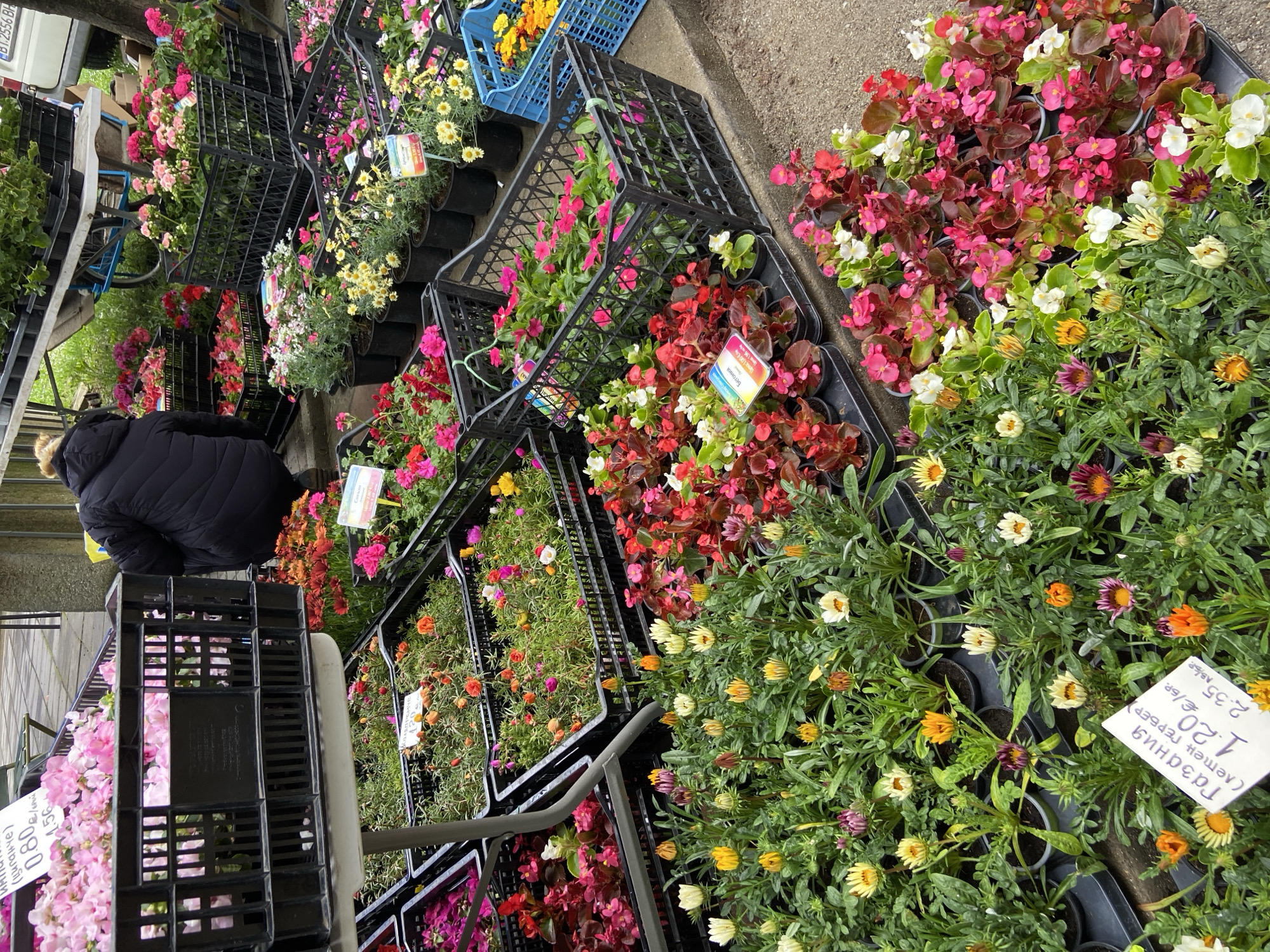 A street-side flower market in Djulunitsa, Bulgaria, shows rows of potted flowers in black plastic crates. Gazania, begonia, and other colorful blooms are displayed, with a person in a black jacket browsing. Signs indicate prices in Bulgarian and Euros. A vehicle is partially visible, and the environment is a typical urban setting.