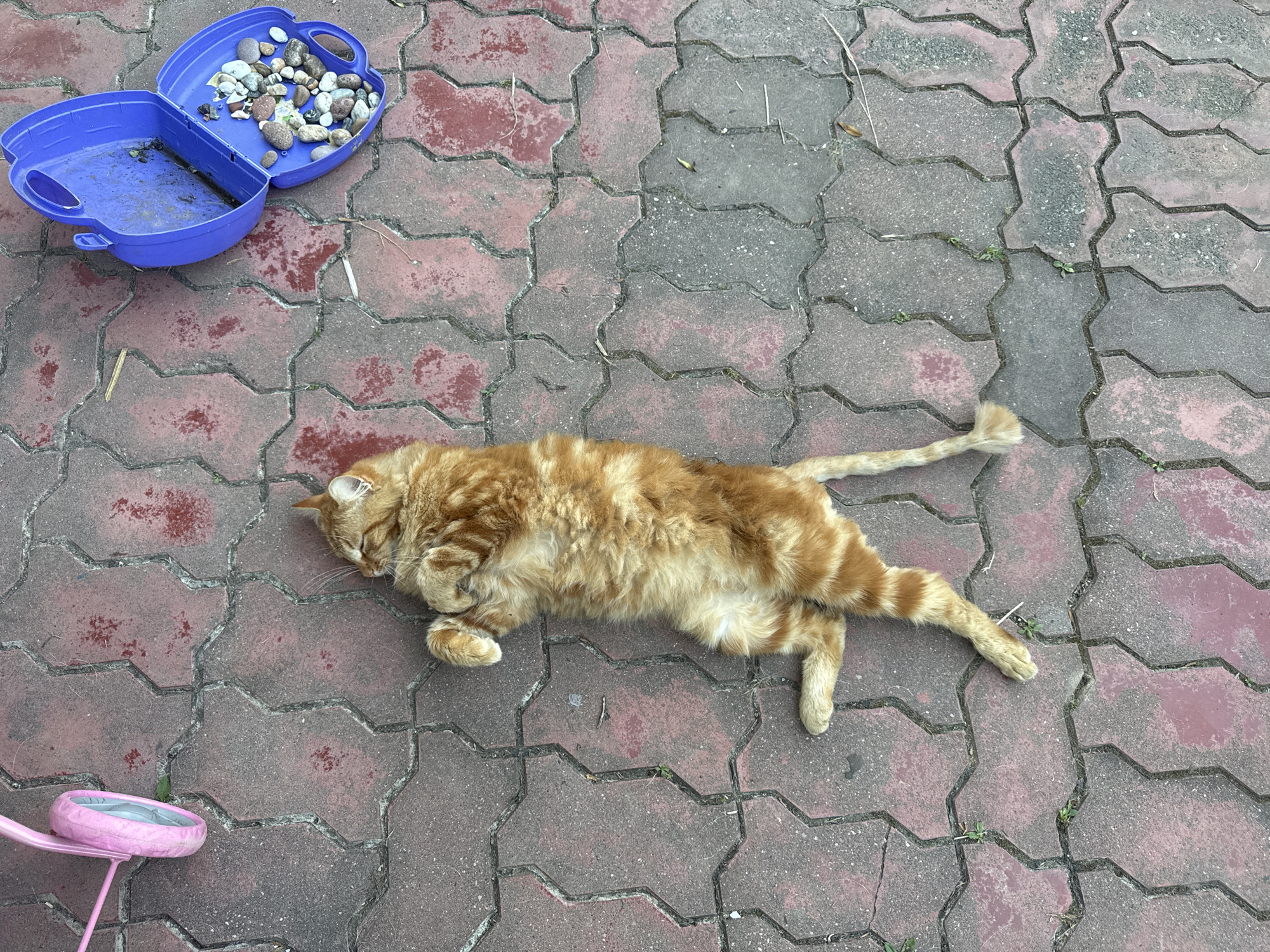 An orange tabby cat is lying on its back on a red and gray interlocking paver patio. The cat is curled up with its paws in the air and its eyes closed, appearing to be asleep. To the left of the cat is a pink bicycle wheel. To the right of the cat is an open blue plastic container filled with small, multi-colored pebbles. The scene is outdoors on a paved surface. This image was taken in the city of Vesyoloye, Russia.