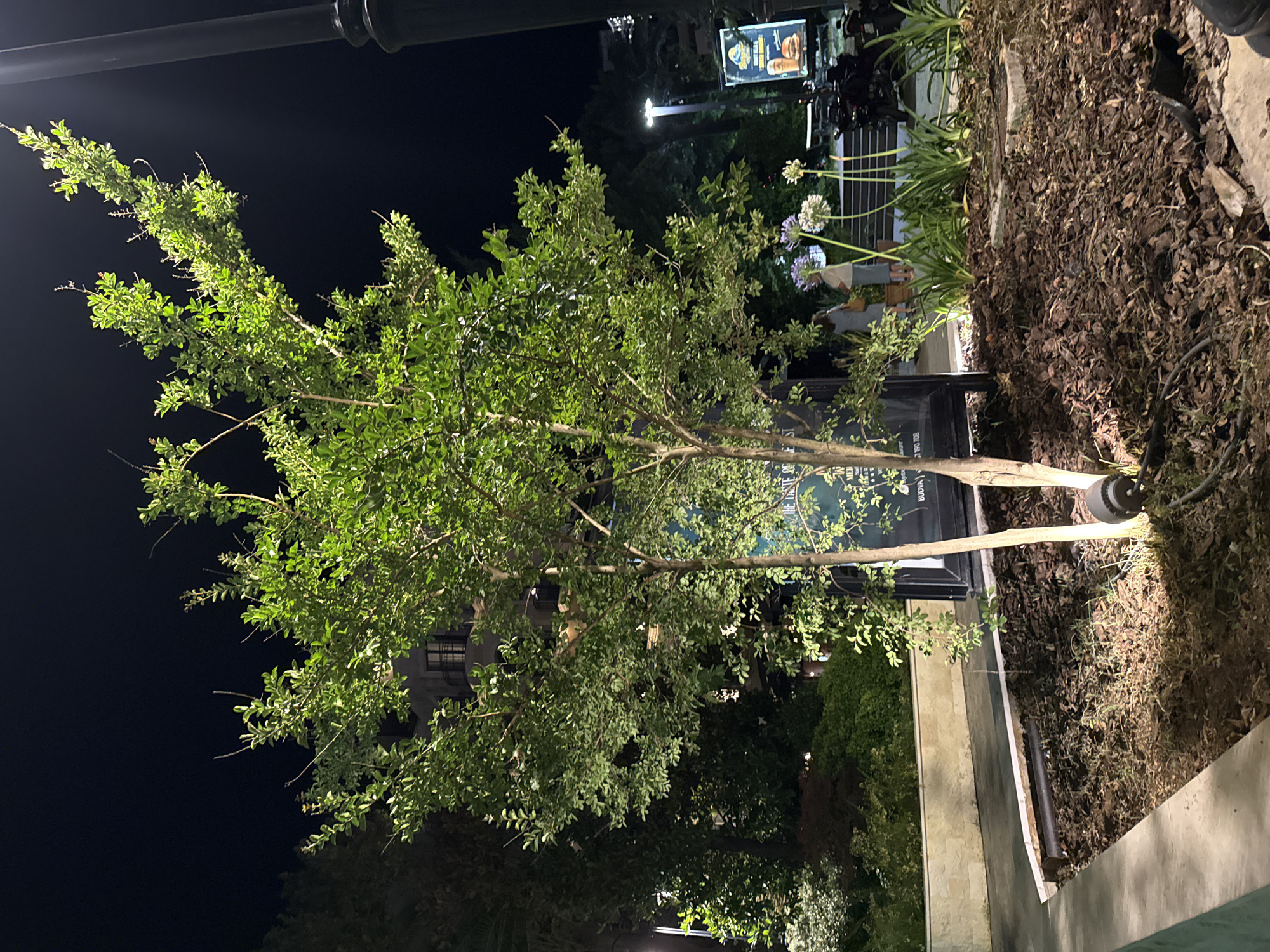 The image depicts a nighttime street scene in Budva, Montenegro. The foreground is dominated by a small, illuminated tree planted in a mulched bed. Two spotlights are positioned at the base of the tree, casting light upwards. Beside the tree, a sign with text and an image of a burger is partially visible. To the right, a lamppost stands tall.
In the background, a building with multiple floors and windows is visible. Further back, a streetlamp illuminates a walkway. The scene is bordered by lush greenery and plants, including a cluster of tall, white flowers. Two individuals, a woman and a man, are walking in the background, away from the camera. The overall atmosphere is that of an urban outdoor setting at night, likely a pedestrian area or commercial district.