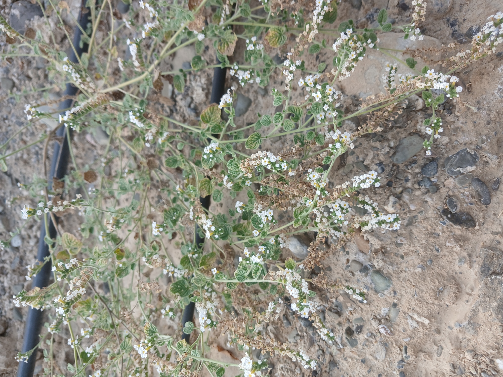 This is an outdoor, ground-level, close-up photograph of a low-lying plant with small white flowers and green leaves. The plant appears to be growing in sandy, rocky soil. A black irrigation tube is visible running horizontally behind the plant. The background is out of focus and consists of more sandy soil and rocks. There are no people or animals in the image. The scene is consistent with arid or semi-arid terrain, potentially found in rural or agricultural areas. The specific location within the city of May, Uzbekistan, cannot be determined from the visual information alone.