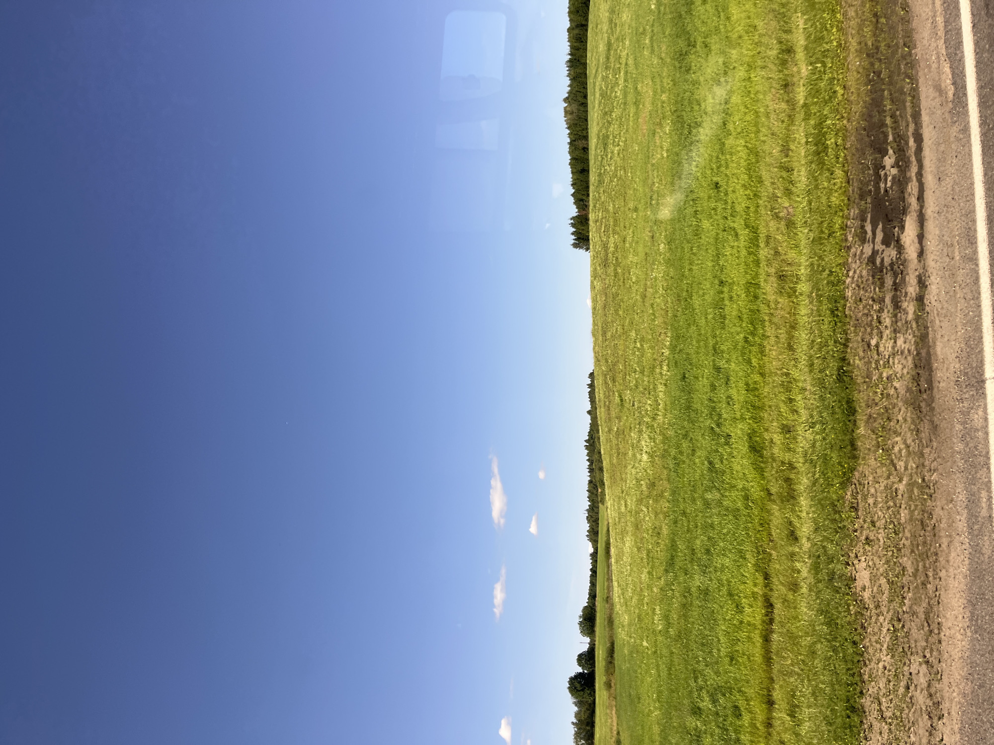 The image depicts a rural landscape under a clear blue sky with a few scattered white clouds. A vast, rolling field of bright green grass dominates the foreground and midground. The grass appears lush and possibly wind-swept, with some lighter-colored patches indicating taller growth or dry stalks. In the background, a dense line of dark green trees forms a horizon, with a few individual trees visible on the left side of the frame. The very bottom of the image shows a strip of dirt and gravel road, bordered by a white line, suggesting a roadside view. The scene evokes a sense of openness and natural beauty. The location is identified as being in the vicinity of Myadzyel, Belarus, a region known for its picturesque countryside and numerous lakes.