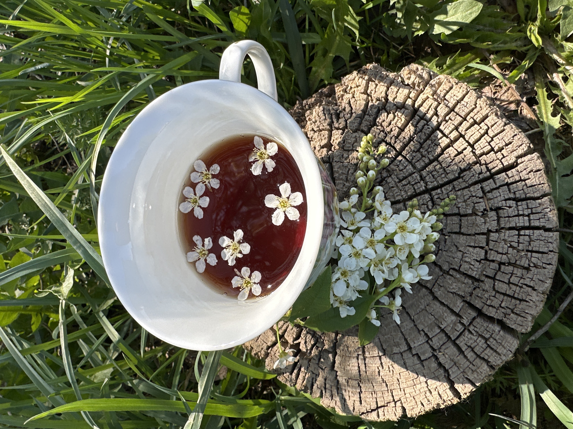 The image depicts a white teacup filled with a dark liquid and adorned with several white, five-petaled flowers floating on the surface. The cup sits atop a weathered tree stump. A sprig of white flowers rests on the stump. The scene is set outdoors, amidst green grass and other foliage. The location, Среднее Кечево, Russia, is not discernible from the image. No people or interactions are visible.