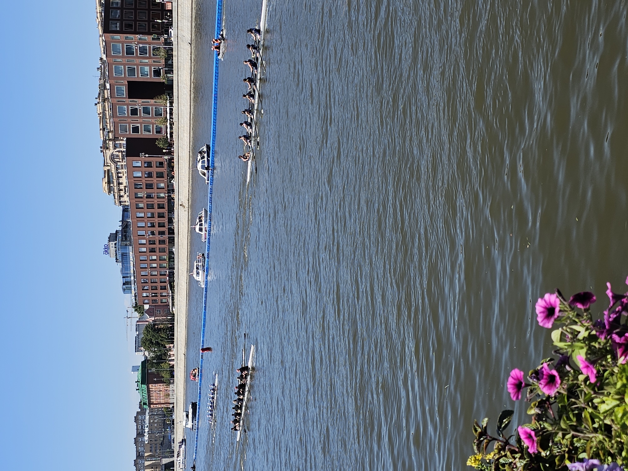 This is a photograph taken on a sunny day with a clear blue sky, overlooking a wide river in Moscow, Russia. The river is the focal point, with several rowing teams in long, narrow boats engaged in a race. Each boat contains multiple rowers, all dressed in similar attire and coordinating their strokes. In the background, a cityscape is visible, featuring a mix of modern and older buildings. Prominent among these is a large, modern building with a brick facade and numerous windows, possibly an office building or residential complex. A blue barrier, likely marking the race course, stretches across the water. Several small boats, some appearing to be official race support or spectator craft, are also present on the river. In the foreground, vibrant pink and purple flowers are in bloom, adding a touch of color to the scene. The water is rippled, indicating a slight breeze.