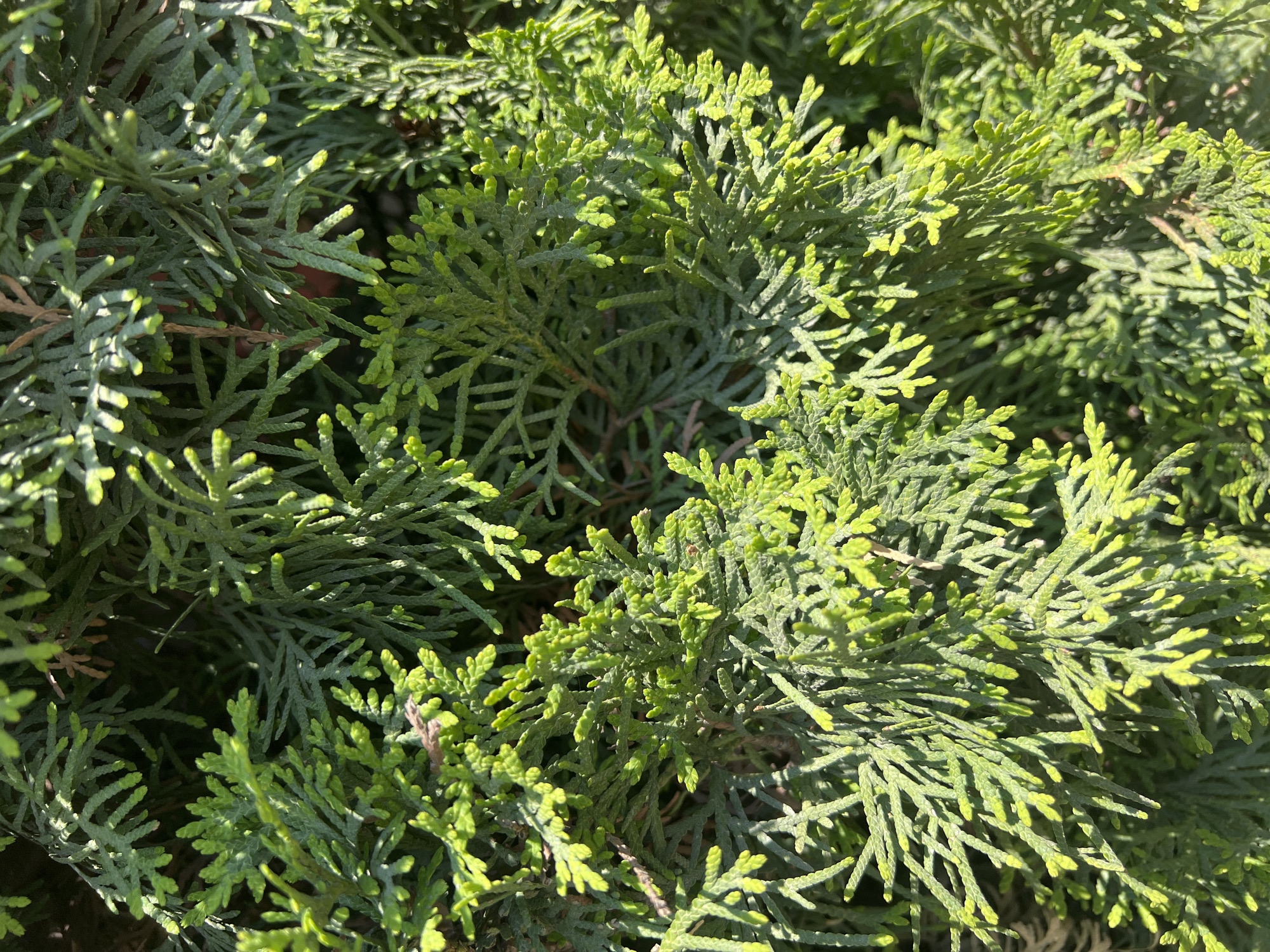 Close-up view of dense, green conifer foliage. The branches are textured with small, scale-like leaves. The coloration varies with areas of brighter green and darker, shadowed areas within the foliage. The environment appears to be outdoors, with natural lighting. The location in the city of Ternopil, Ukraine is not discernible from this image.