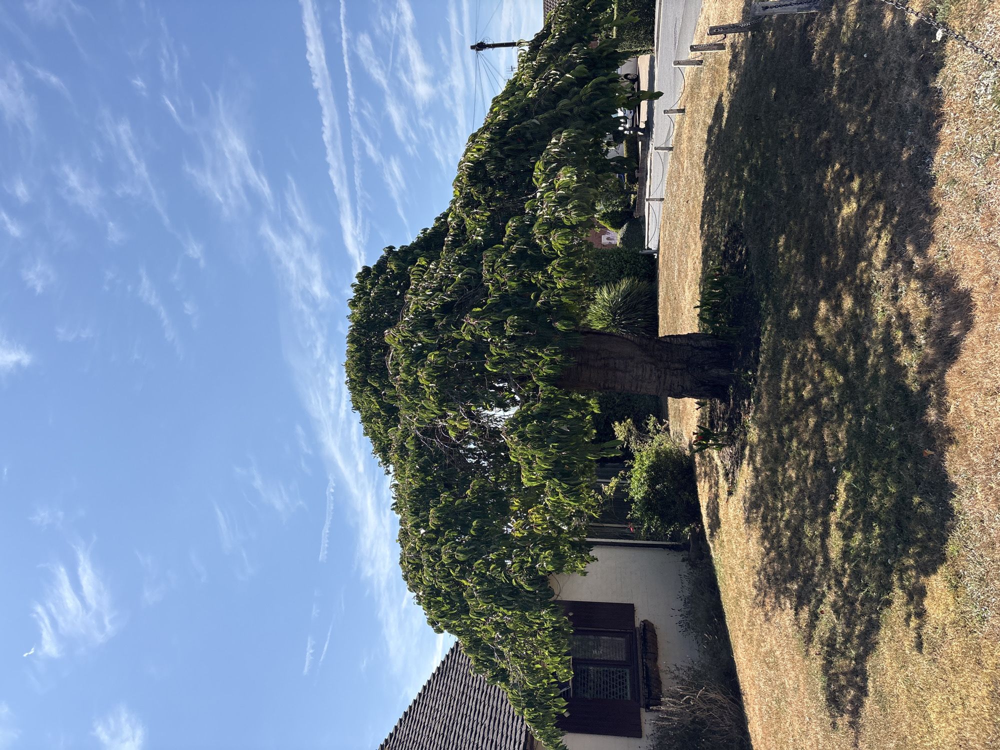 A large, mature tree with dense, green foliage dominates the foreground, casting dappled shadows on a dry, straw-colored lawn. The tree's branches spread outwards and downwards, creating a dramatic, umbrella-like canopy. To the left of the tree is a portion of a white-painted house with a brown-tiled roof and a single window with dark brown shutters. Beyond the tree, a paved road is visible, bordered by a low white fence with metal chains. Several houses and trees can be seen in the background, along with a utility pole. The sky is bright blue with thin, wispy white clouds. The scene appears to be a residential street in Chelmsford, United Kingdom, under a clear, sunny sky.
