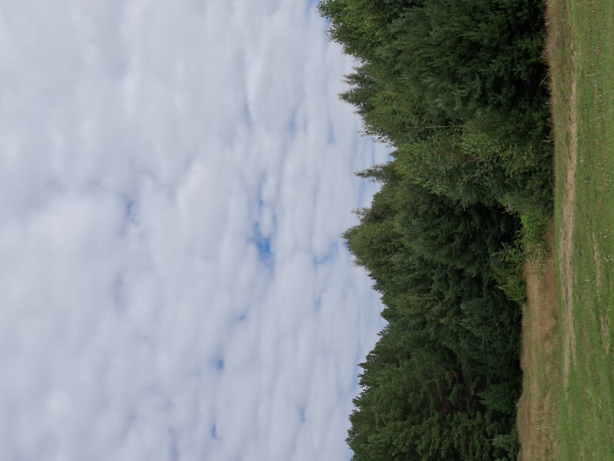The image depicts a treeline of dense green coniferous and deciduous trees against a sky filled with white, puffy clouds and patches of blue. A strip of dry, yellow-brown grass lies in the foreground, transitioning into a patch of green grass further forward. The scene appears to be a natural landscape with no discernible human presence or activity.