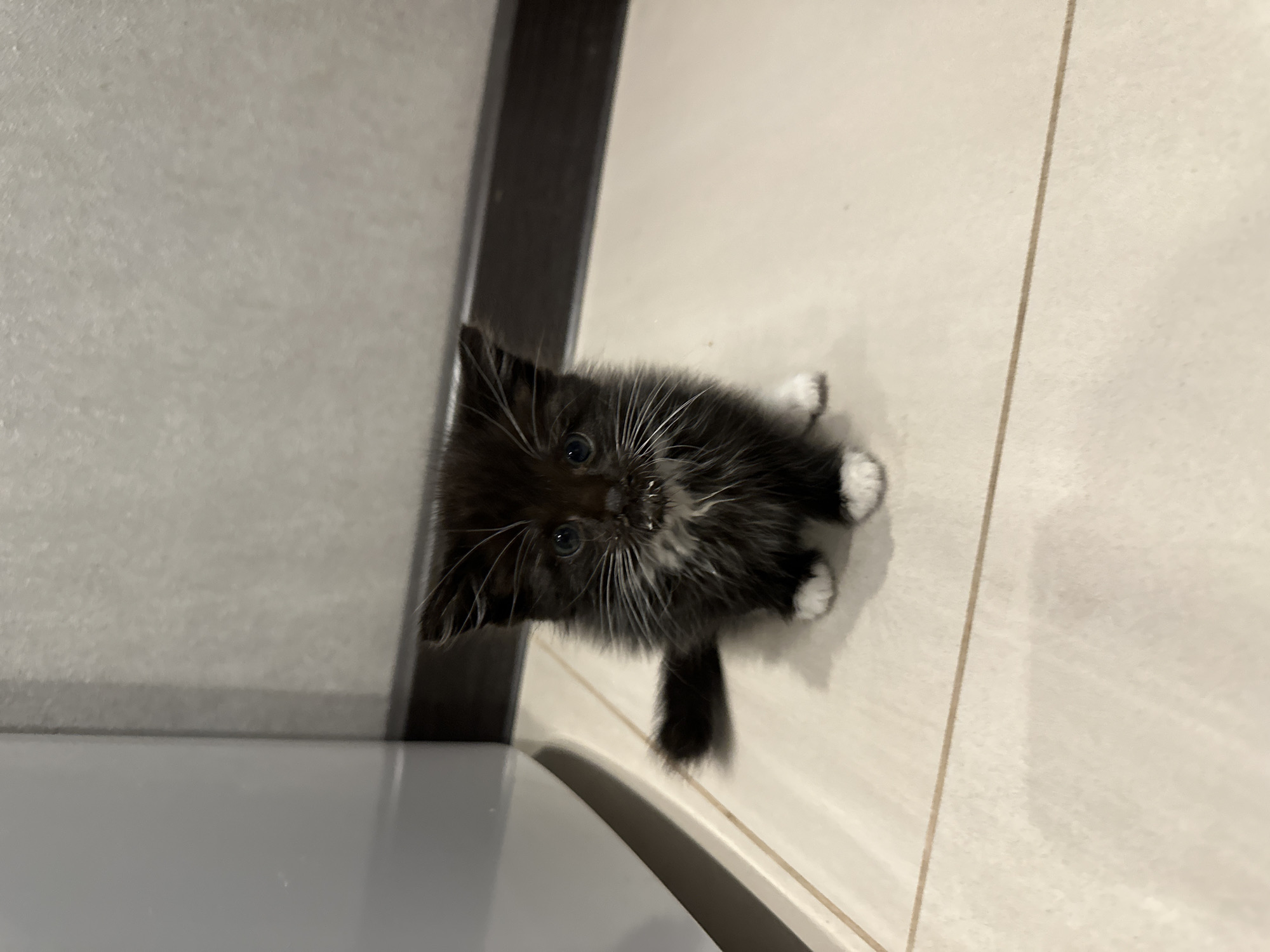 A black and white kitten is captured in a high-angle shot, looking directly at the camera. The kitten has striking white whiskers and bright blue eyes. Its paws are white, contrasting with its dark fur. The background appears to be a tiled floor with a dark vertical element, possibly a piece of furniture or a wall, to the left. The lighting suggests an indoor setting, possibly during the day. The kitten's wide-eyed expression conveys a sense of curiosity or slight apprehension. There is no visible text in the image. The location context is Vologda, Russia.