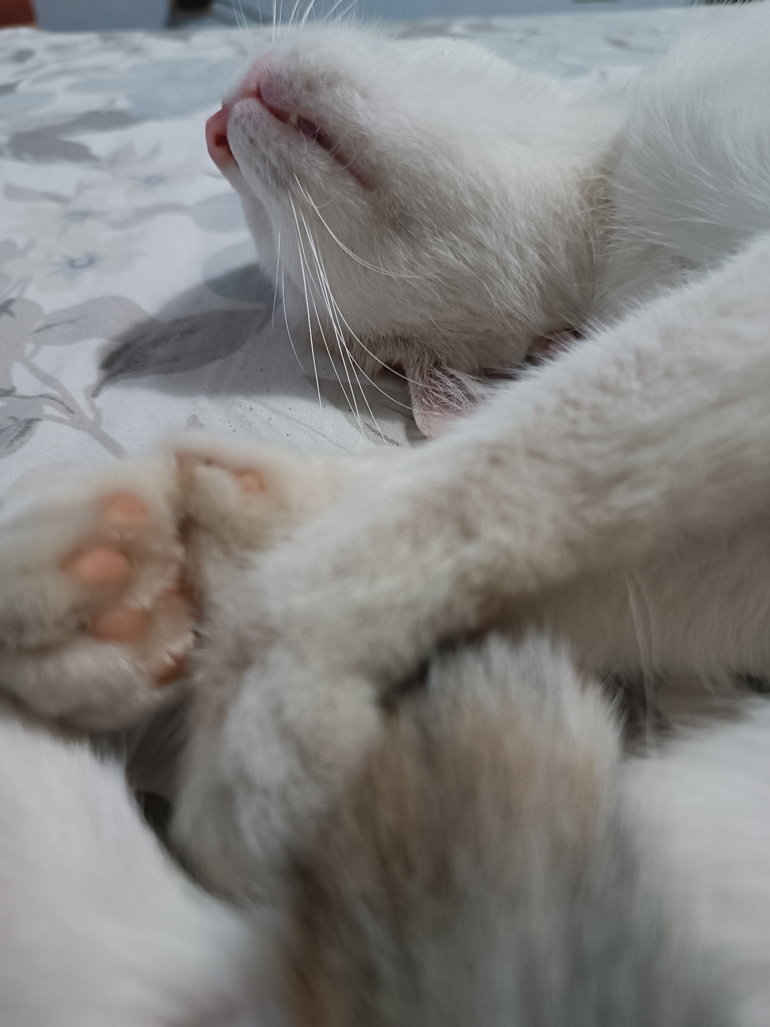 The image is a close-up, low-angle shot of a white cat sleeping on a bed with a floral patterned duvet. The cat's head is tilted back, showing its pink nose and mouth, surrounded by long white whiskers. Its front paws are crossed over its chest, with visible pink paw pads. A blurry tail with light brown and white markings is also visible. The lighting suggests an indoor environment, likely a bedroom in a residential setting in Viadana, Italy.