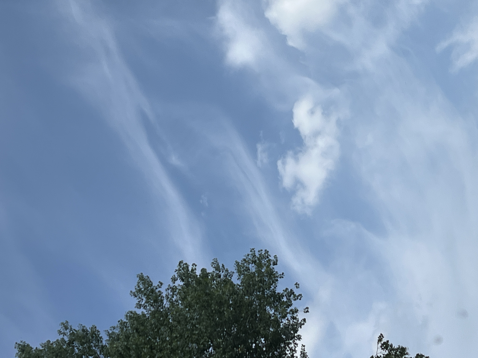 The image shows a patch of green foliage from a tree on the left side, against a bright blue sky with wispy white clouds. There are no people or objects visible in the scene. The location is identified as Warsaw, Poland.