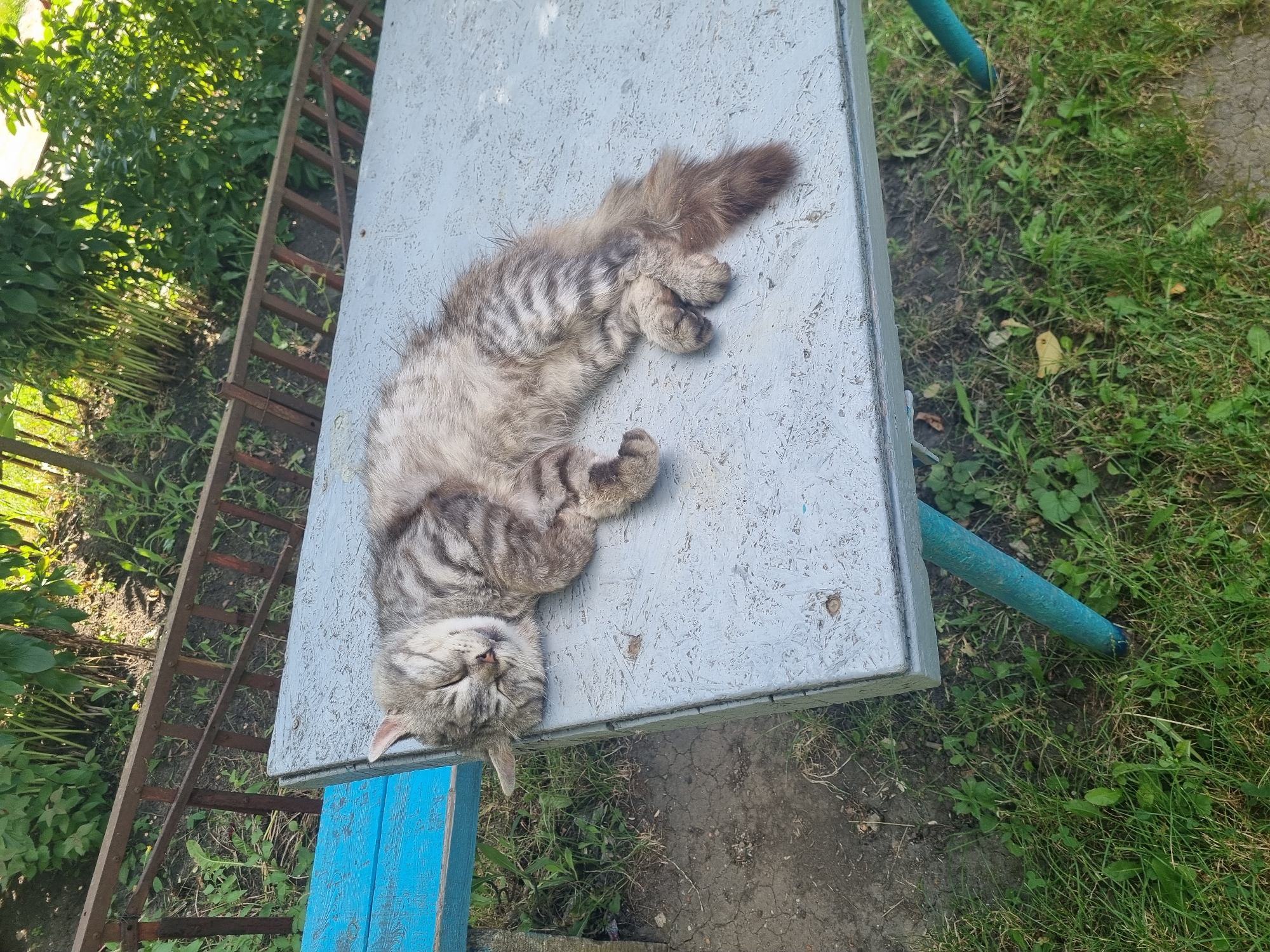 A tabby cat sleeps peacefully on a weathered, light blue picnic table. The cat is curled up, with its eyes closed and its head resting on its paws. Its fur is a mix of gray, black, and white stripes. The table is outdoors, with green grass and plants visible in the background. A rusty metal fence runs along the edge of the property. The sun is shining, casting dappled shadows on the table and the surrounding area.