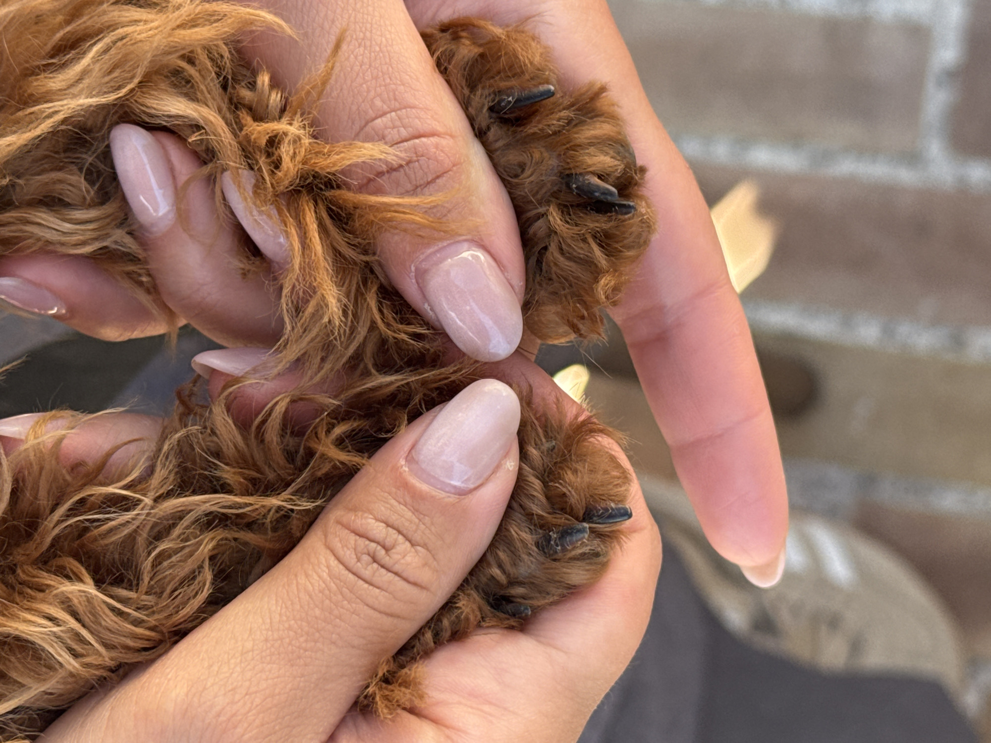 A close-up shot captures a pair of hands holding a dog's paws. The hands are tanned and well-manicured with pale pink nail polish. The dog's paws are covered in brown, curly fur, and its black claws are visible. The background is slightly blurred, appearing to show an outdoor setting with a neutral-toned surface. There is no information to suggest the image location is the city of Bartula, Montenegro.