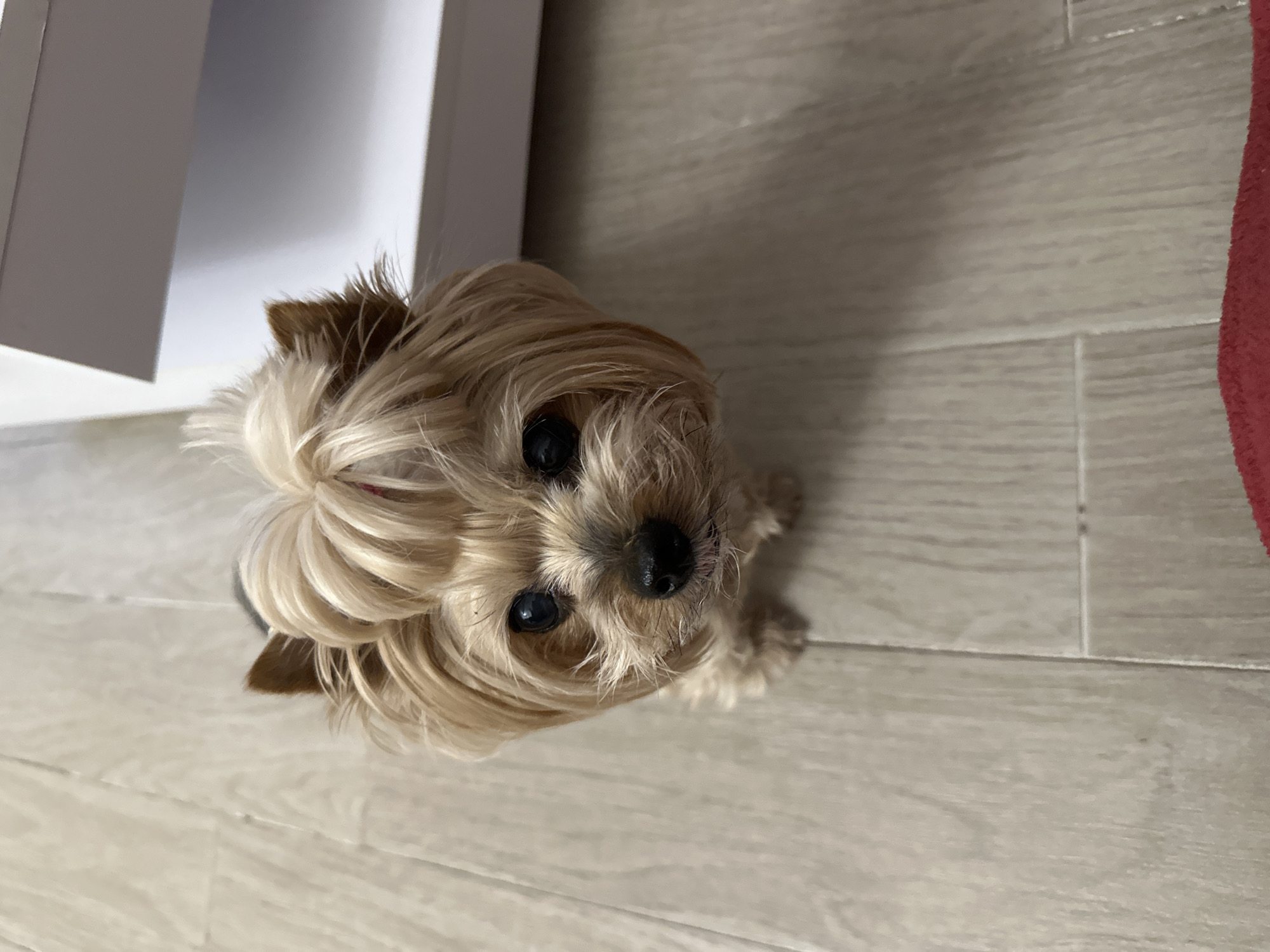 A light brown Yorkshire Terrier dog sits on a light-colored wood-look floor, looking up at the camera with a slightly tilted head. A white object, possibly furniture or a wall, is partially visible to the left of the dog. Part of a red object appears in the upper right corner. The location is indeterminate and cannot be identified as Sofia, Bulgaria from the image provided.