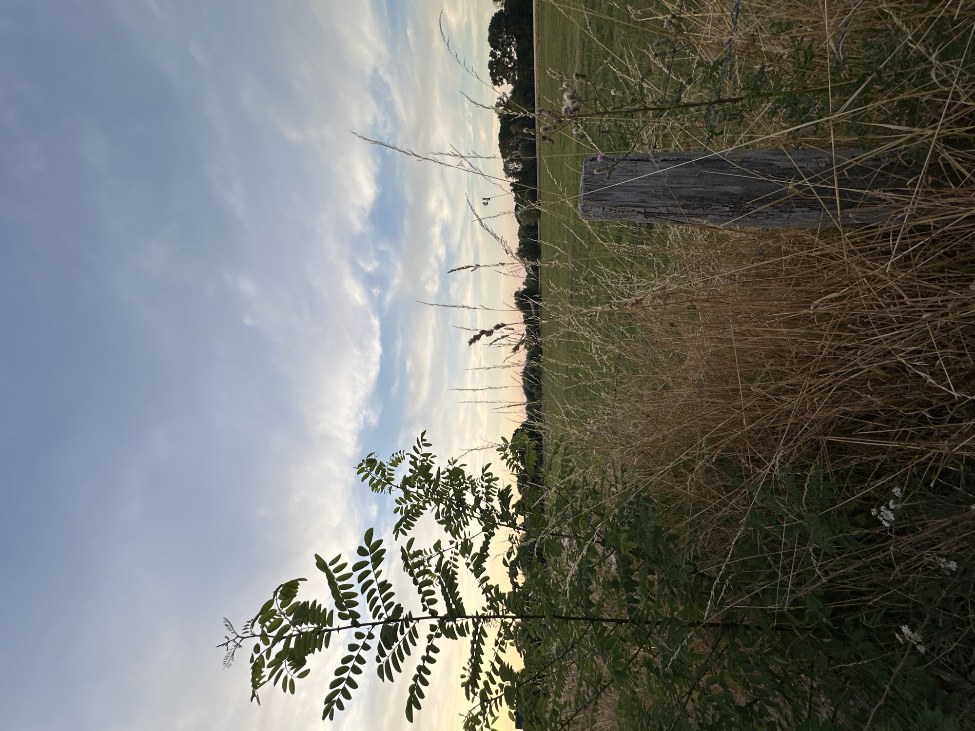 A medium shot captures a rustic fence post amidst tall, dry grasses in Krefeld, Germany. To the left, a young tree with compound leaves is silhouetted against a pale sky with wispy clouds. Beyond the grasses, a flat, green field stretches towards a treeline in the distance. The overall atmosphere is serene, with the soft light of dusk casting a gentle glow over the landscape.