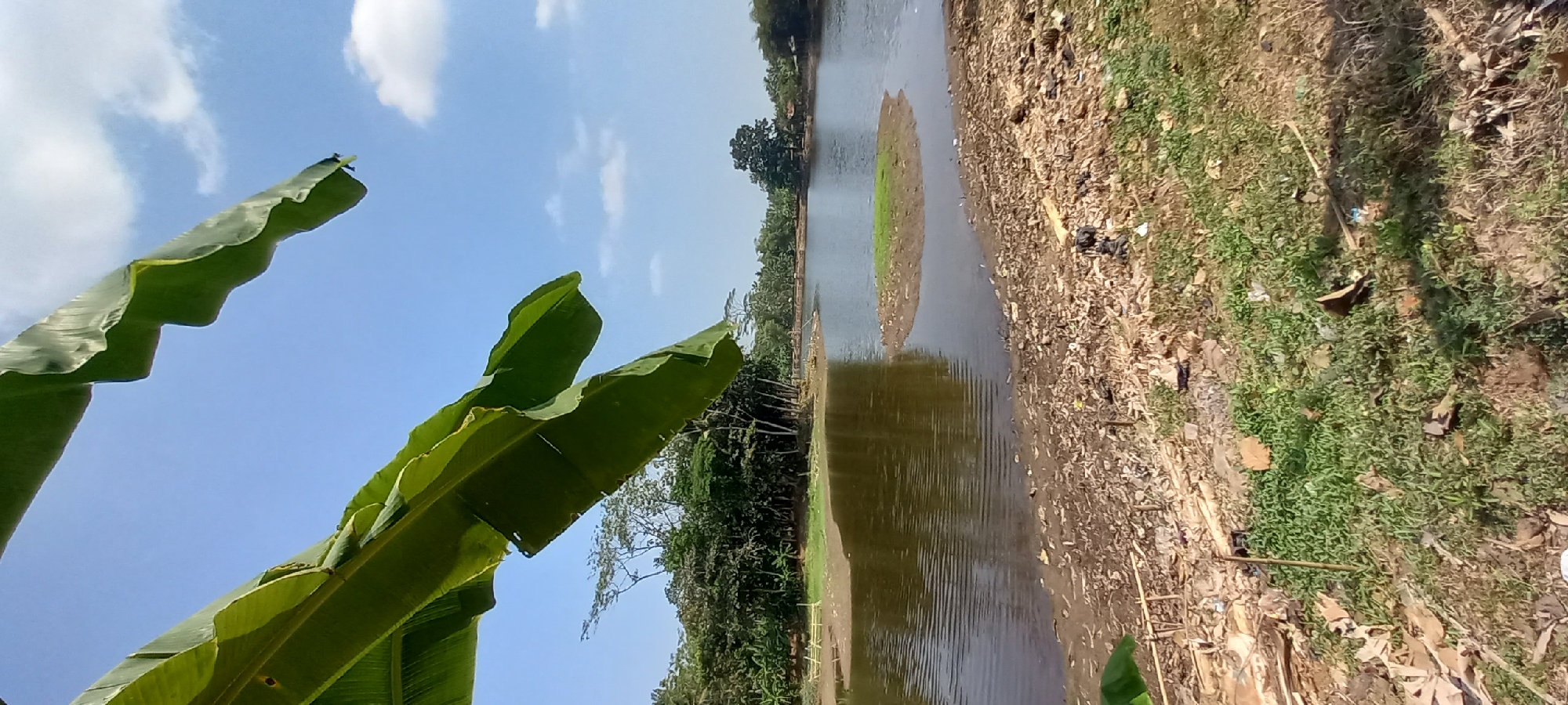 The image depicts a natural scene with a body of water, likely a pond or small lake, in Sidamulya, Indonesia. The foreground is characterized by a dry, debris-strewn bank covered in leaves, twigs, and some scattered plastic waste. Sparse green grass is growing amongst the detritus.
The water itself is murky and reflects the bright blue sky, which features a few scattered white clouds. The surface of the water has ripples, suggesting a gentle breeze. In the middle of the water, there is a small, vegetated island.
Beyond the water, a dense line of trees forms a backdrop. These trees appear lush and green, with a variety of species. Some taller trees with thinner trunks are visible interspersed with broader, leafier ones.
Dominating the upper portion of the image are large, vibrant green banana leaves, some of which are partially obscuring the sky and the landscape beyond. Their presence suggests the photo was taken near banana trees. The lighting indicates it is daytime, likely midday, given the clear sky and the shadows. There are no people or animals visible in the frame.