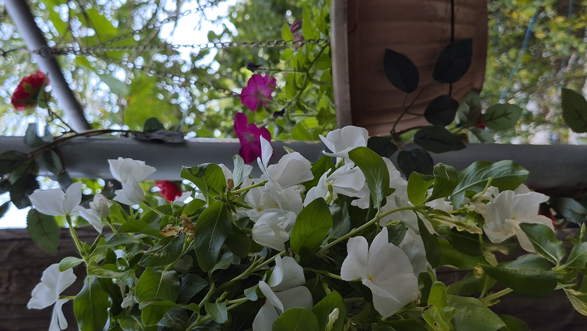 A close-up, vertical, medium shot captures white vinca flowers cascading downwards, with lush green leaves. A gray pole stands vertically to the right of the flowers, and beyond that, a brown planter box is visible. In the background, out of focus, are bright pink petunias, a red flower, and a blur of green foliage and sky, suggesting an outdoor setting in a city. The lighting appears to be natural daylight. The scene suggests a balcony or patio setting.