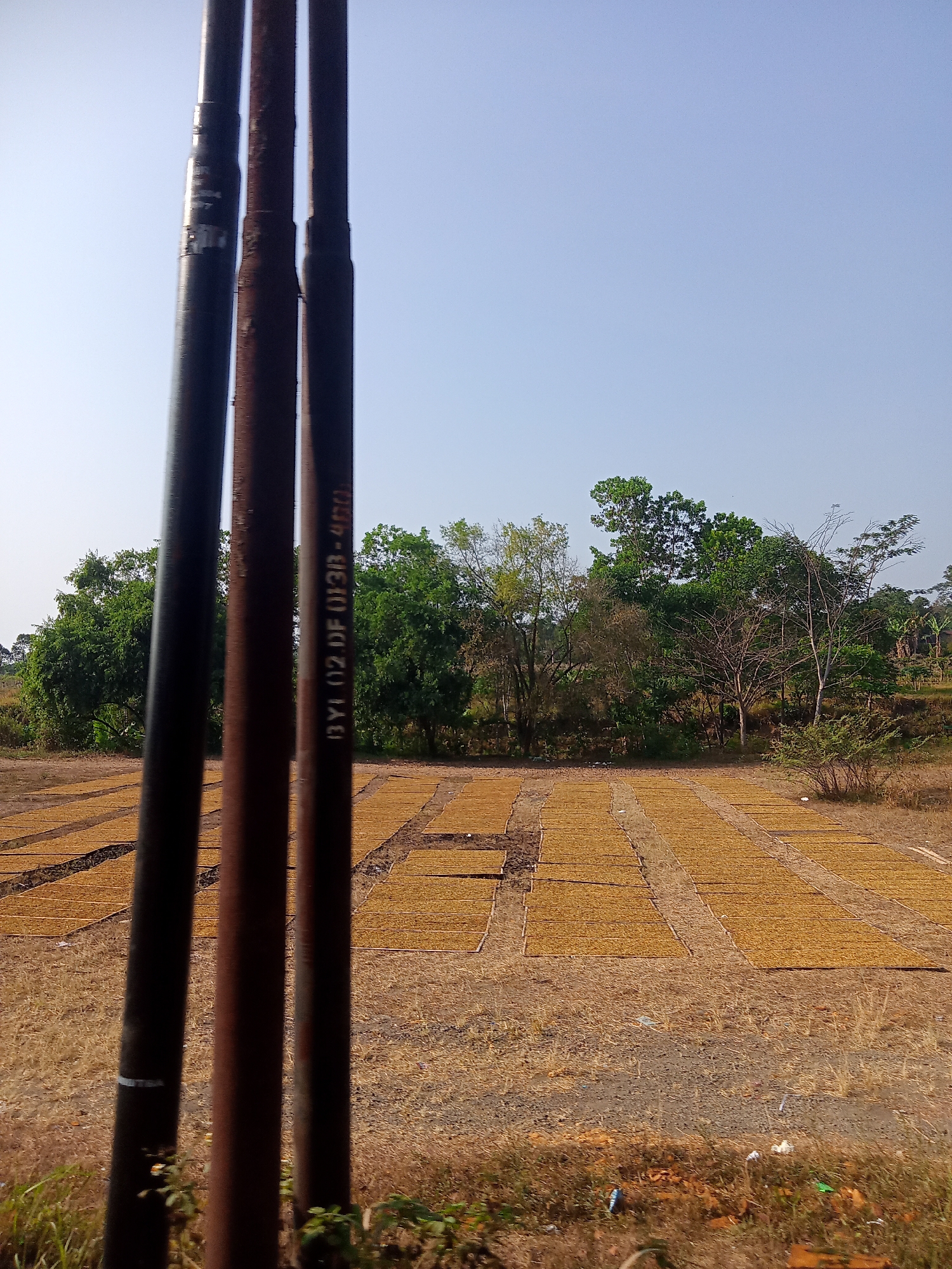 The image depicts an outdoor scene in Kaligenton, Indonesia. In the foreground, three vertical, weathered metal poles are prominent, with one pole on the left appearing darker and possibly coated in some material. The middle and right poles are a reddish-brown, showing signs of rust and degradation. Faint text is visible on the rightmost pole, reading "BYL 02 DF 013B-4BC".
The background reveals a drying field filled with numerous rectangular mats of a light brown, granular material. These mats are arranged in neat rows across the dry, earth-colored ground. Beyond the field, a dense line of lush green trees forms a natural backdrop under a clear, pale blue sky. The overall environment suggests an agricultural or processing area in a rural setting.